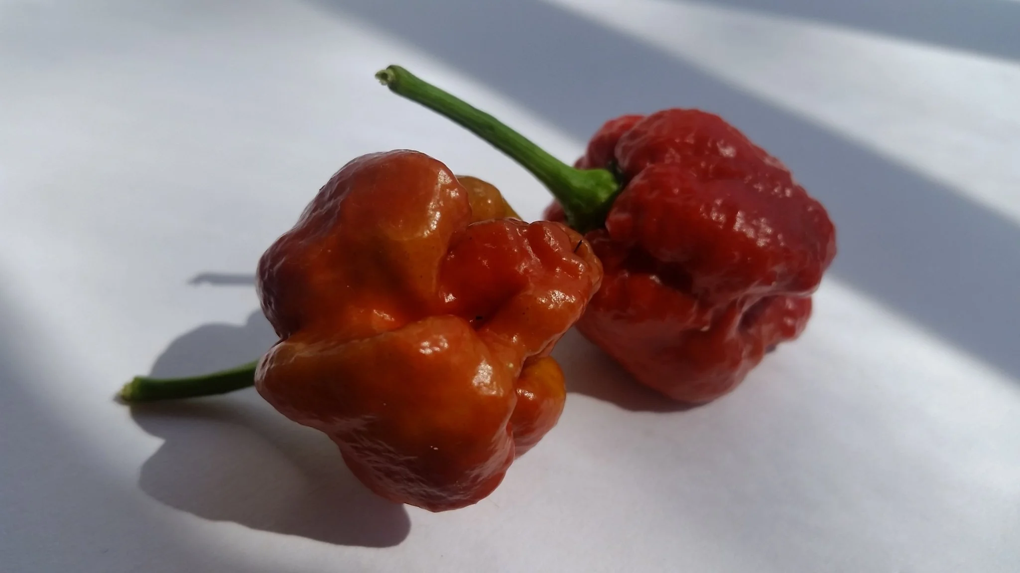 Moruga Scorpion Caramel - Seeds - Image 2