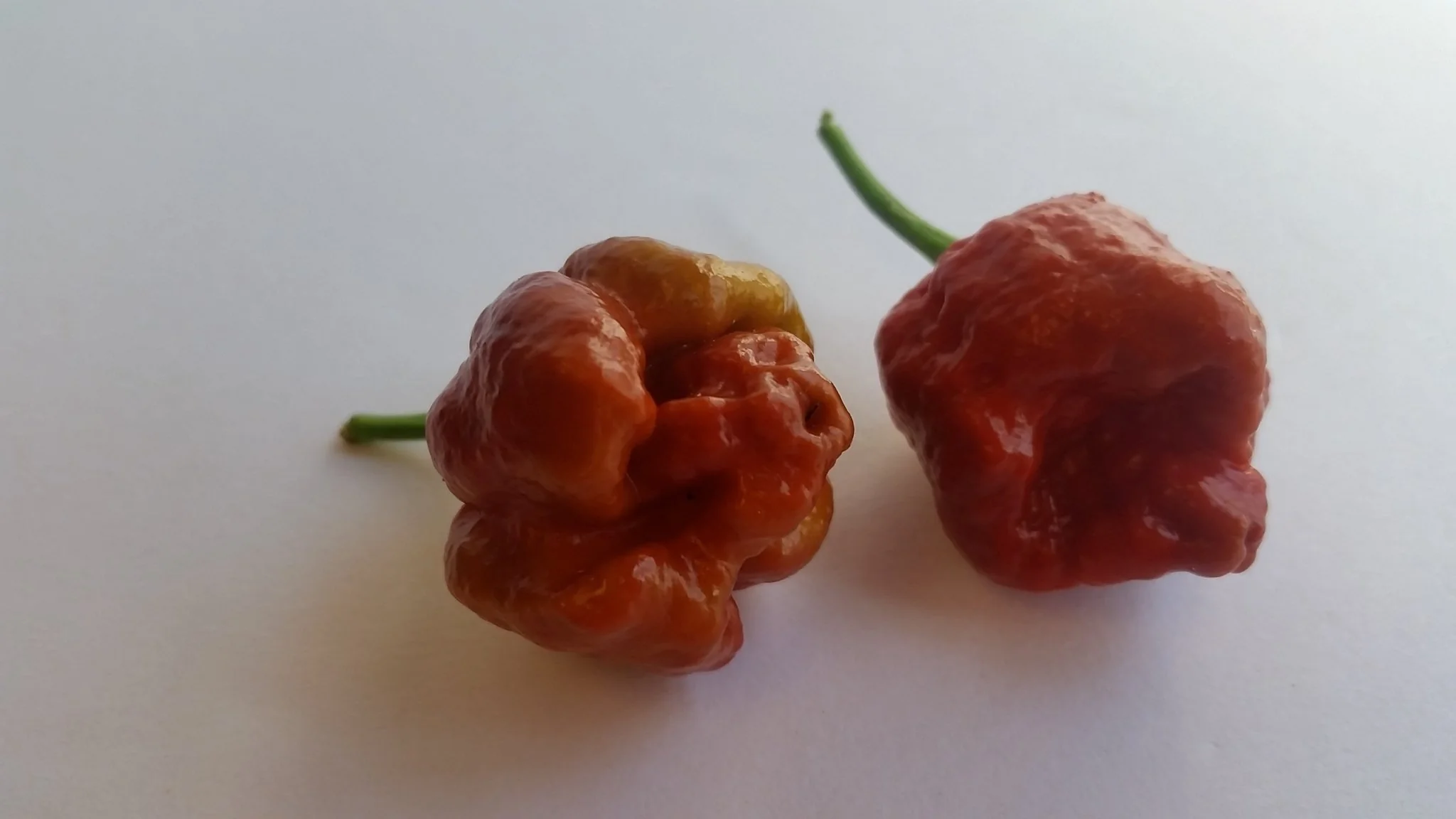 Moruga Scorpion Caramel - Seeds - Image 3