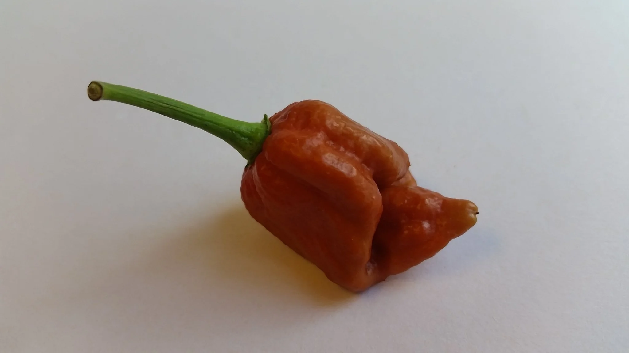 Moruga Scorpion Caramel - Seeds - Image 4