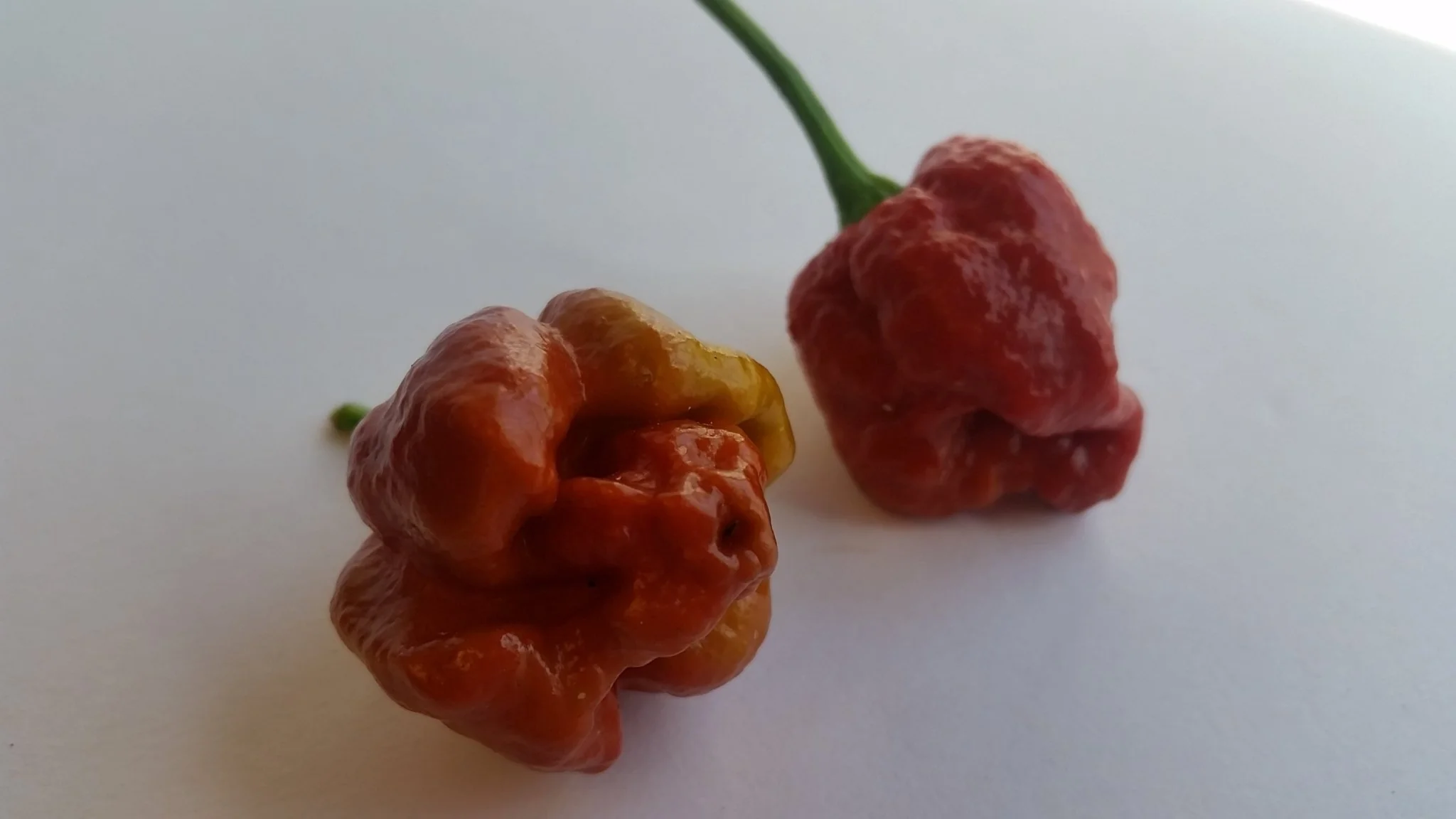 Moruga Scorpion Caramel - Seeds - Image 5