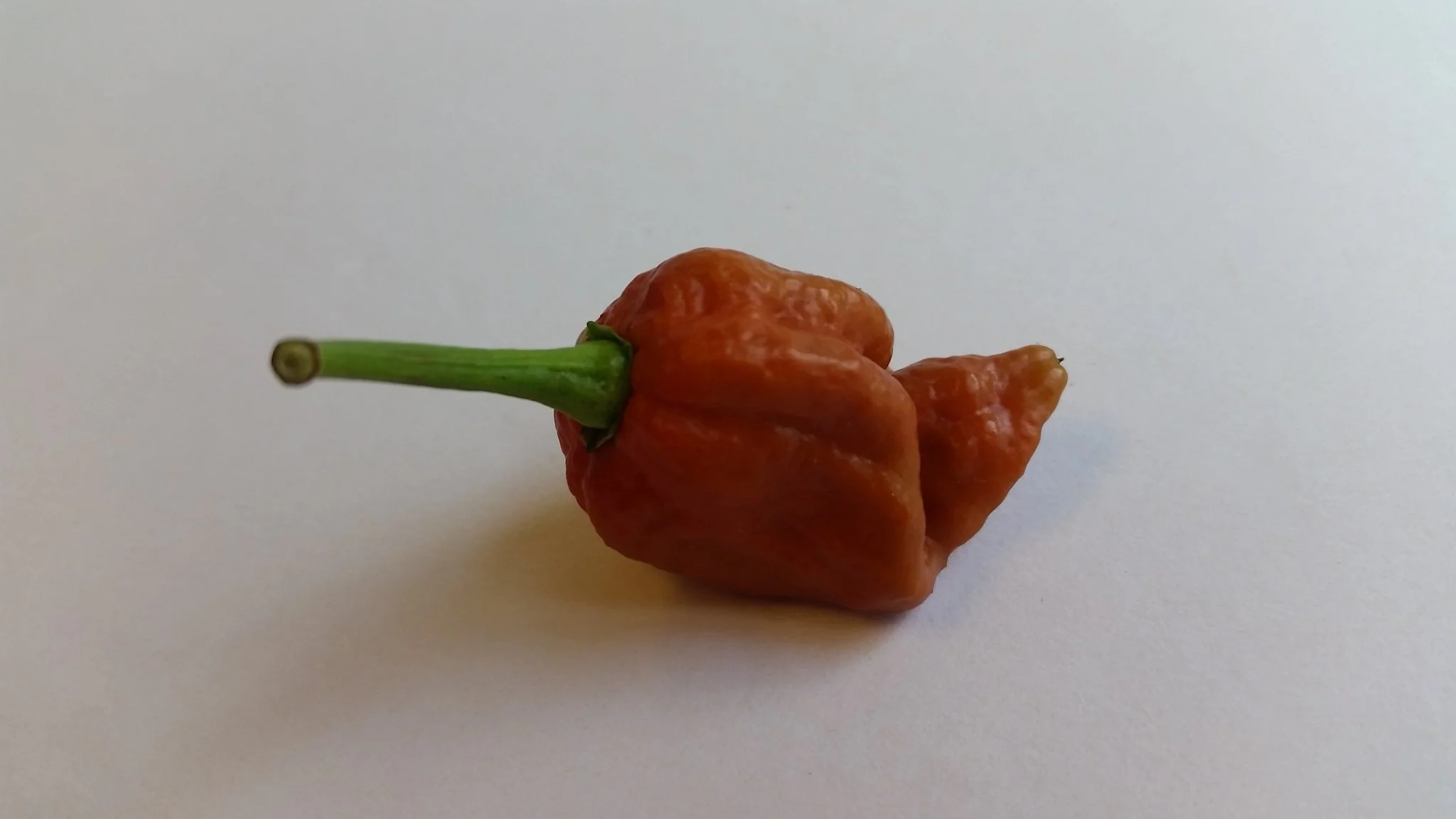 Moruga Scorpion Caramel - Seeds - Image 6