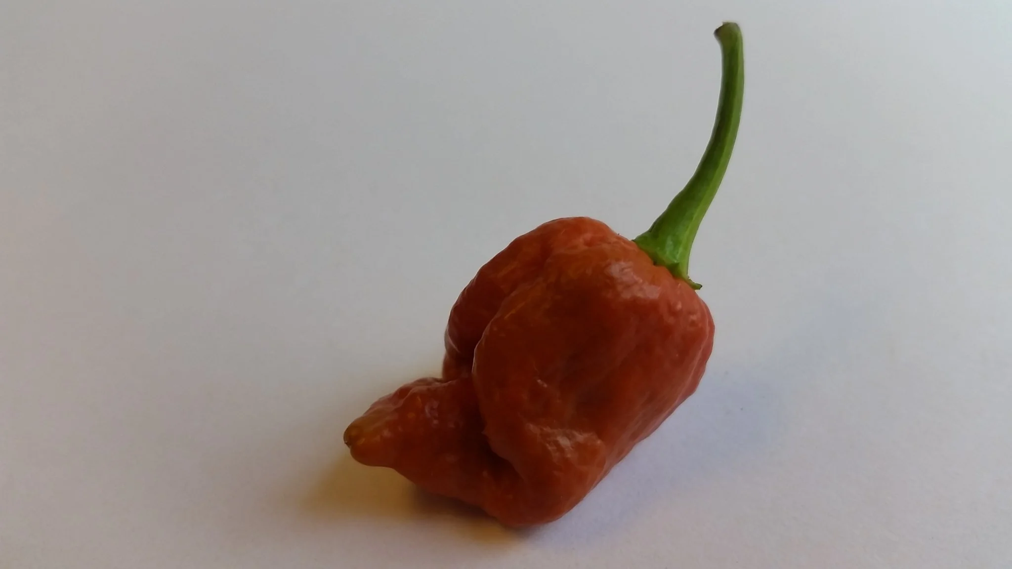 Moruga Scorpion Caramel - Seeds - Image 7