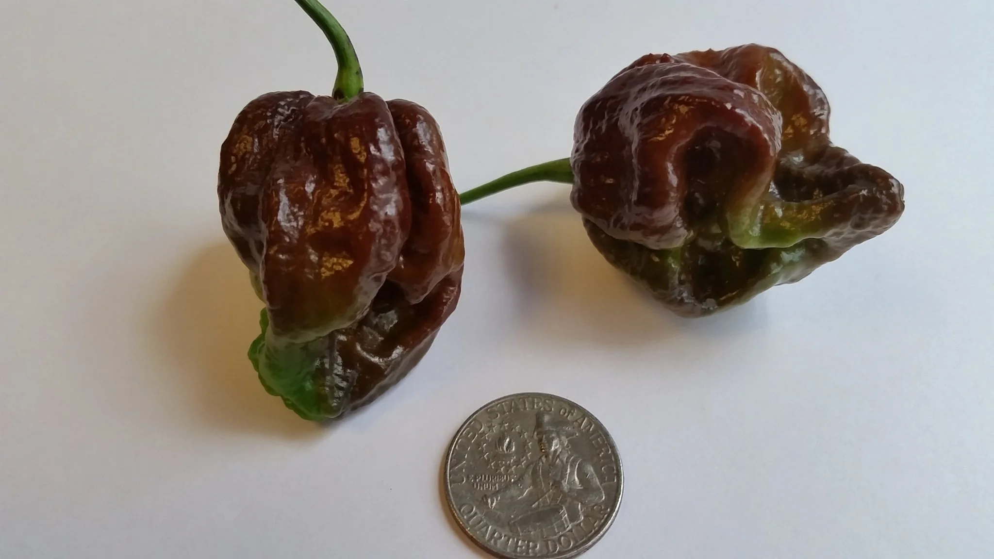 Moruga Scorpion Chocolate - Seeds - Image 2