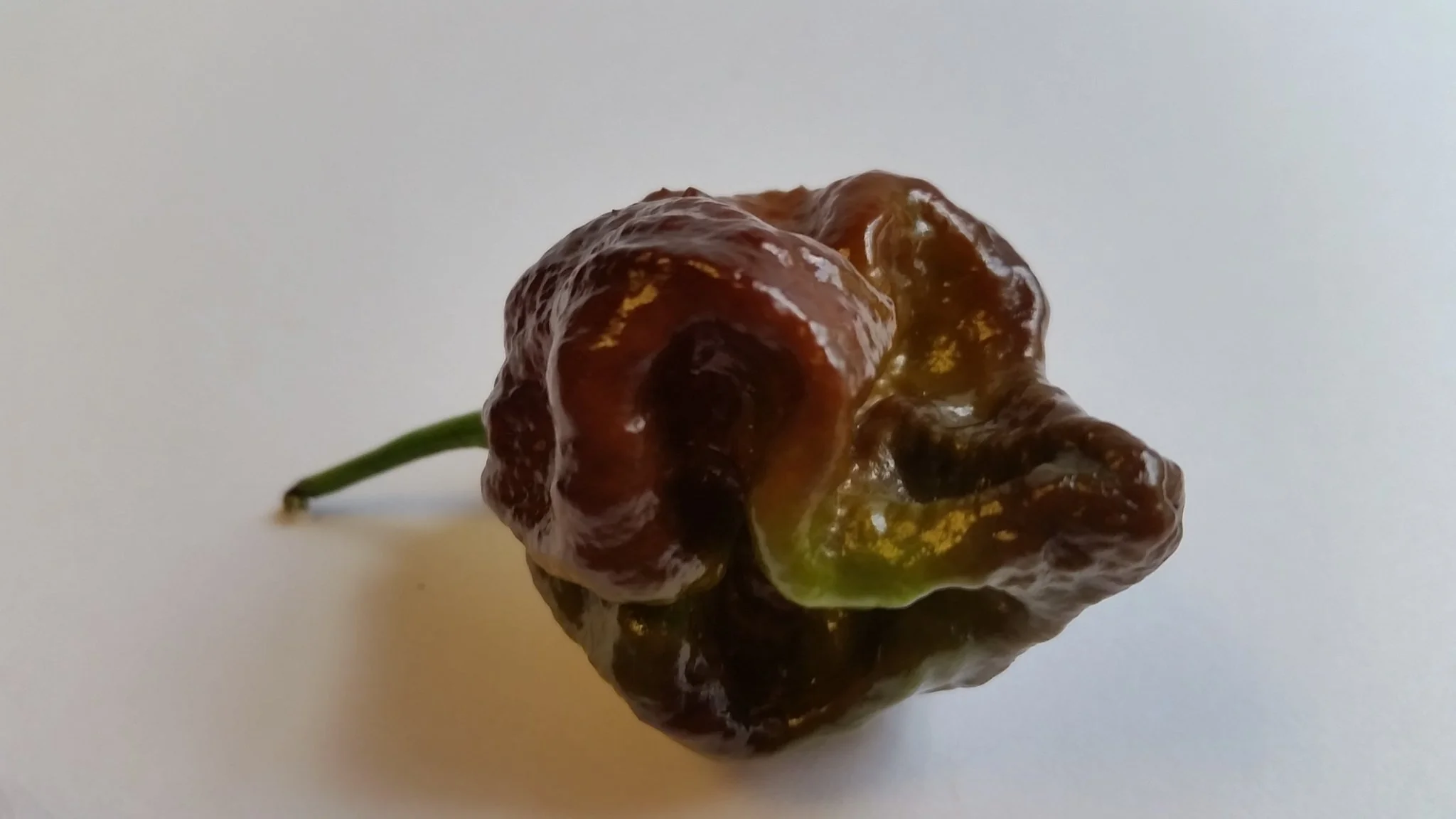 Moruga Scorpion Chocolate - Seeds - Image 3