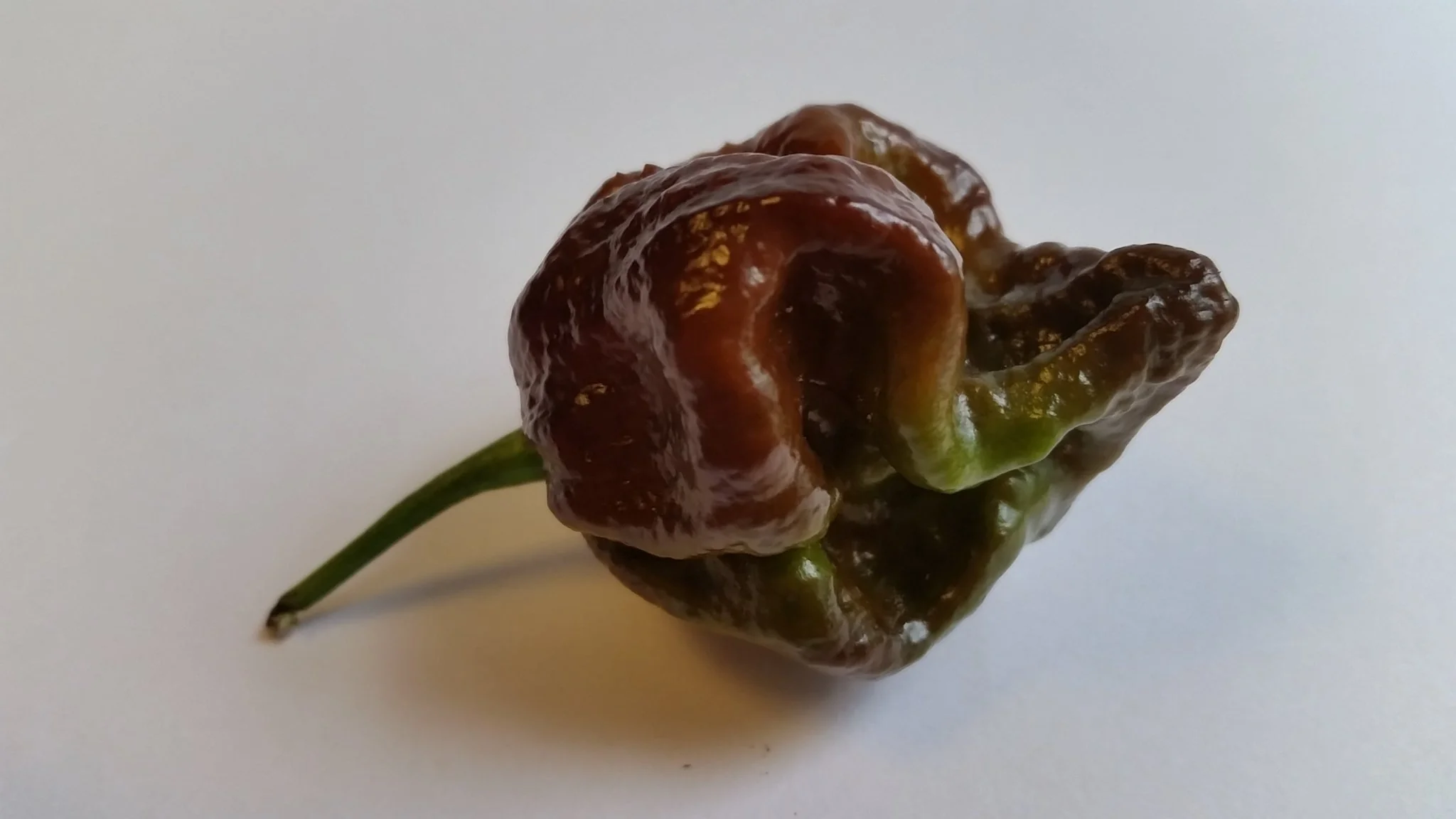 Moruga Scorpion Chocolate - Seeds - Image 4