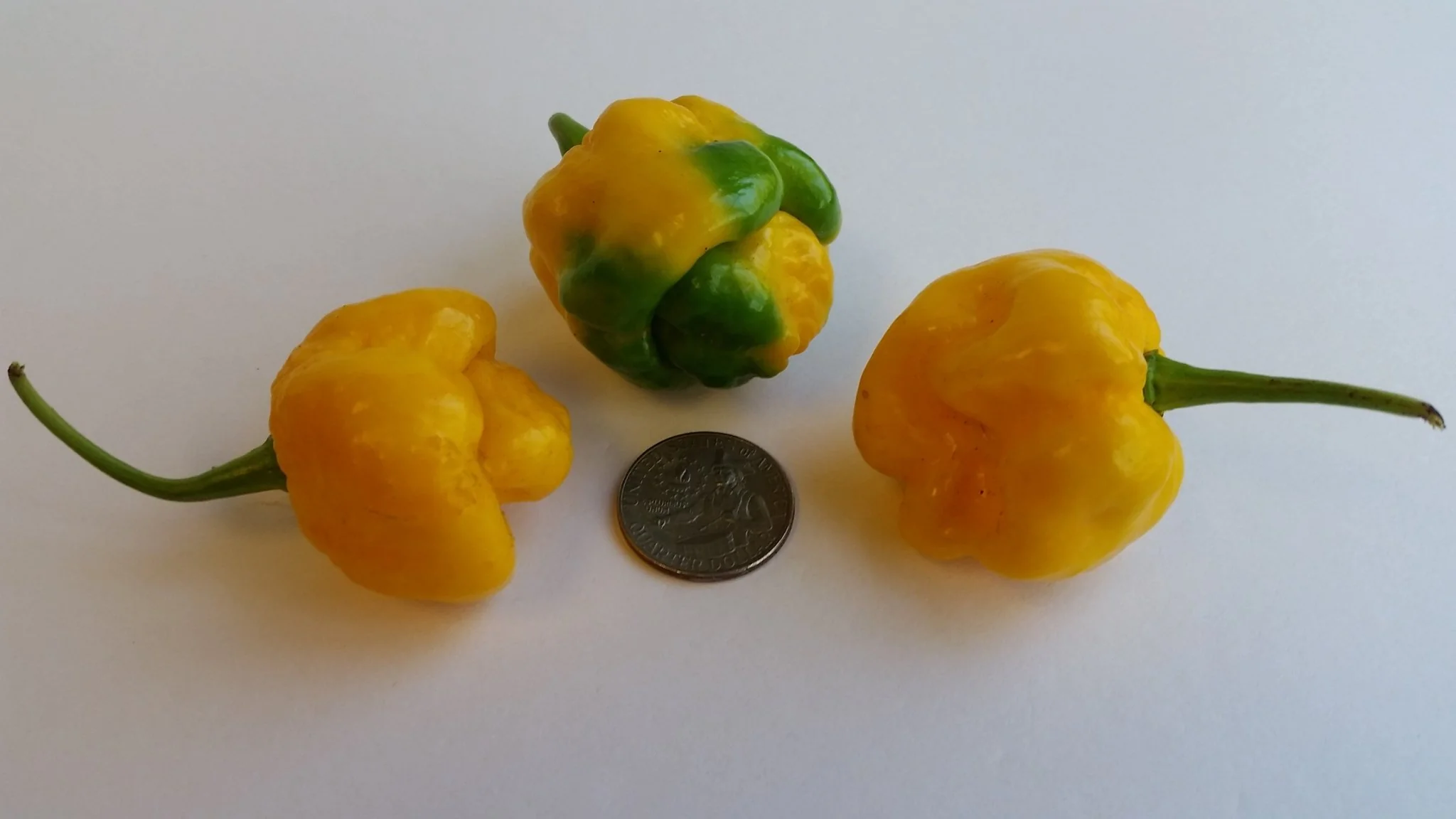 Moruga Scorpion Yellow - Seeds - Image 2