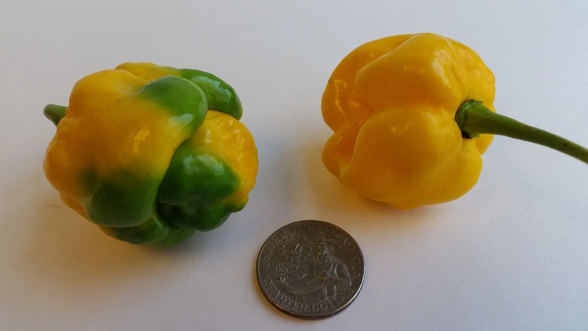 Moruga Scorpion Yellow - Seeds - Image 3