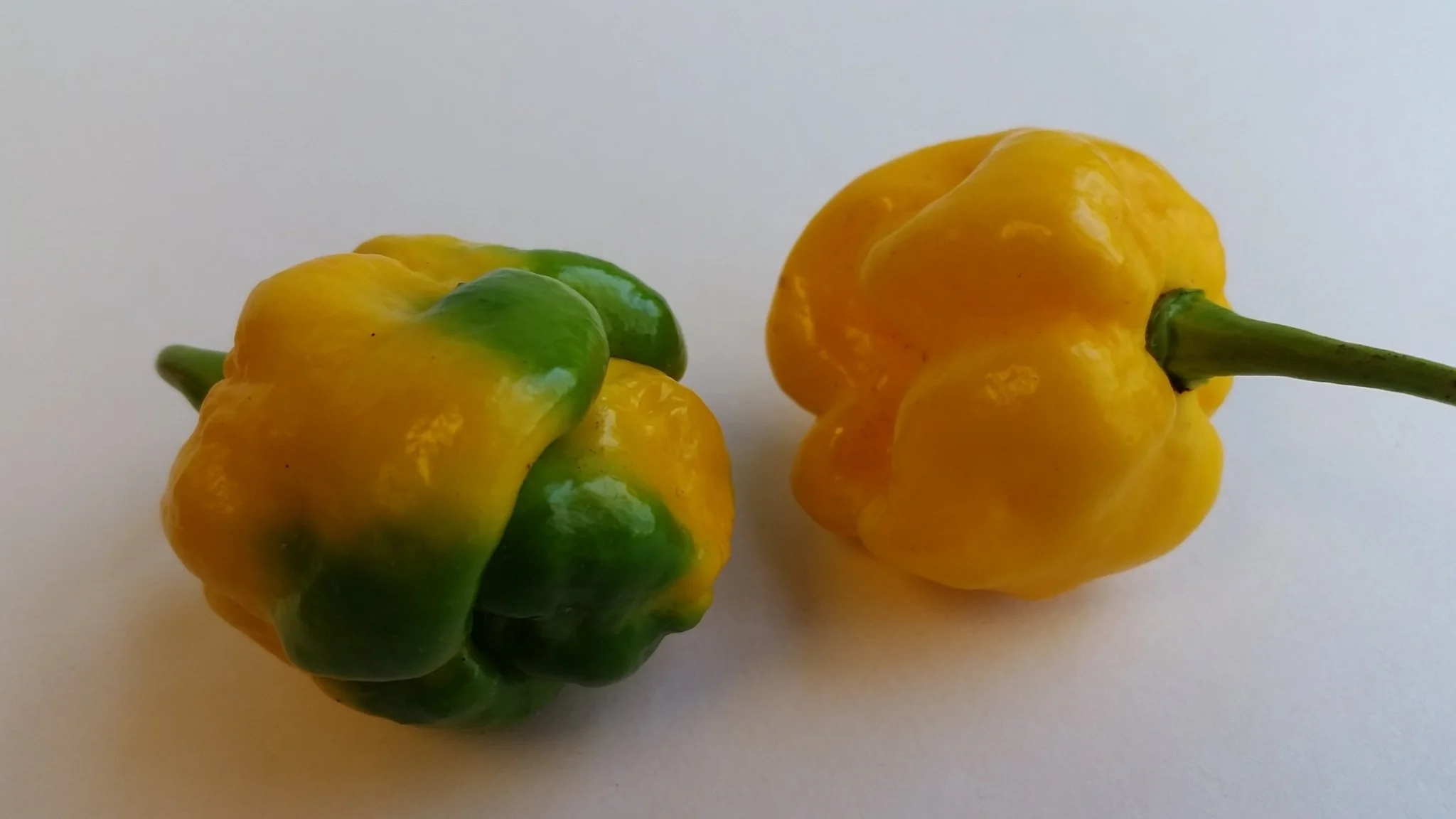 Moruga Scorpion Yellow - Seeds - Image 4