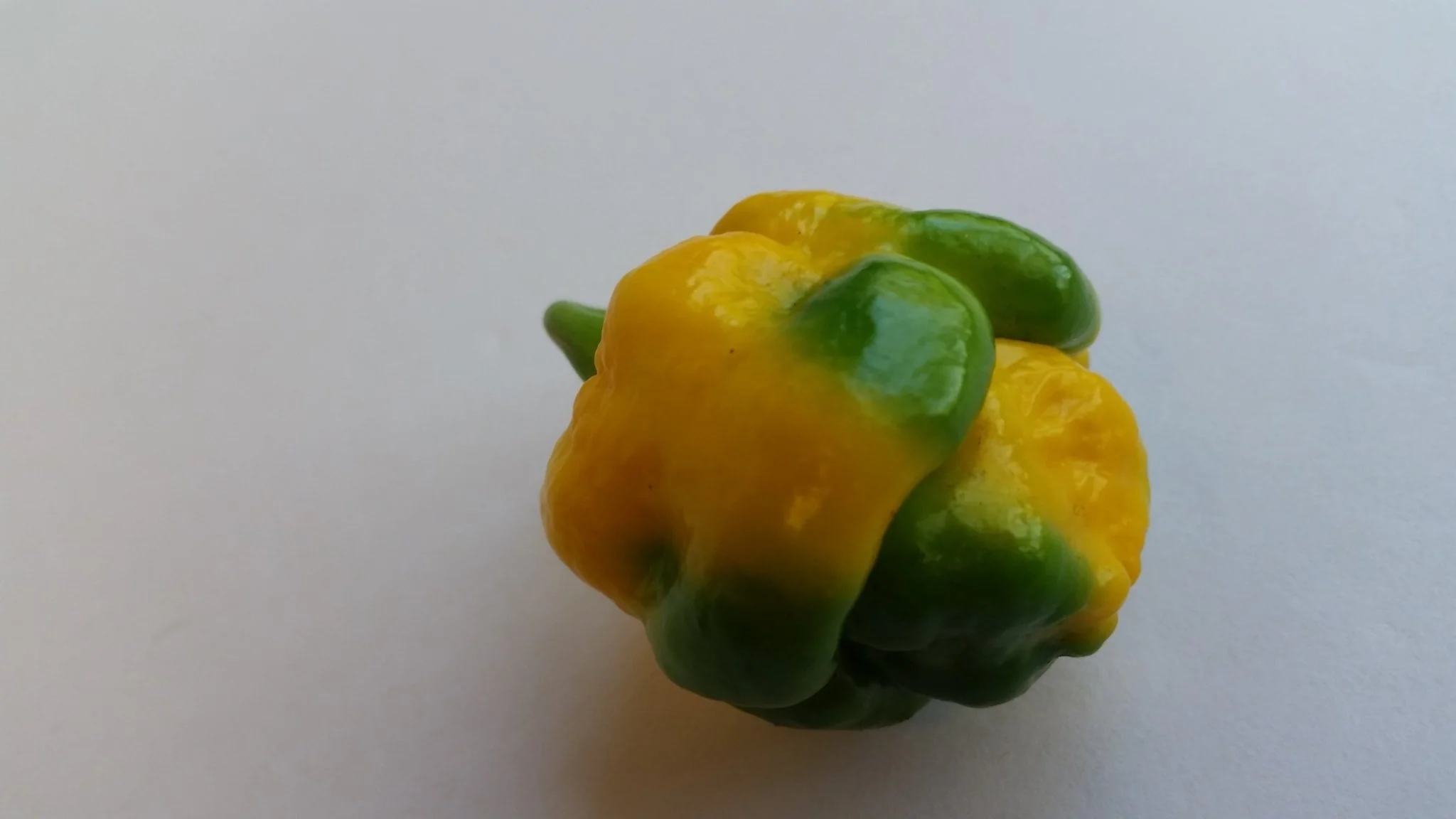 Moruga Scorpion Yellow - Seeds - Image 5