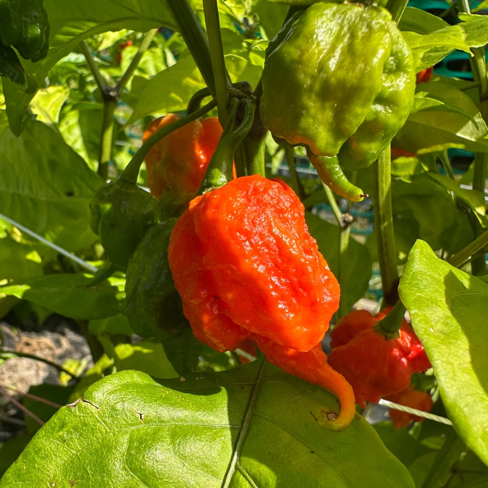 Moruga Trinidad Scorpion Pepper Seeds - Image 2
