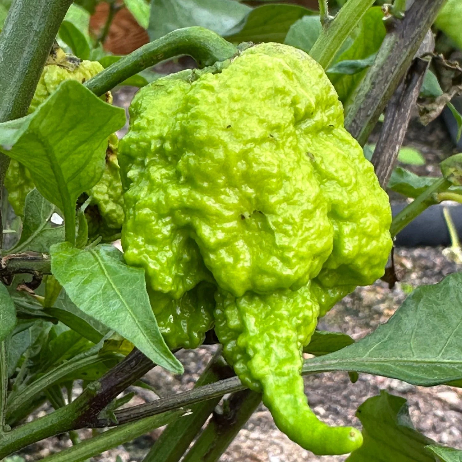Moruga Trinidad Scorpion Pepper Seeds - Image 3
