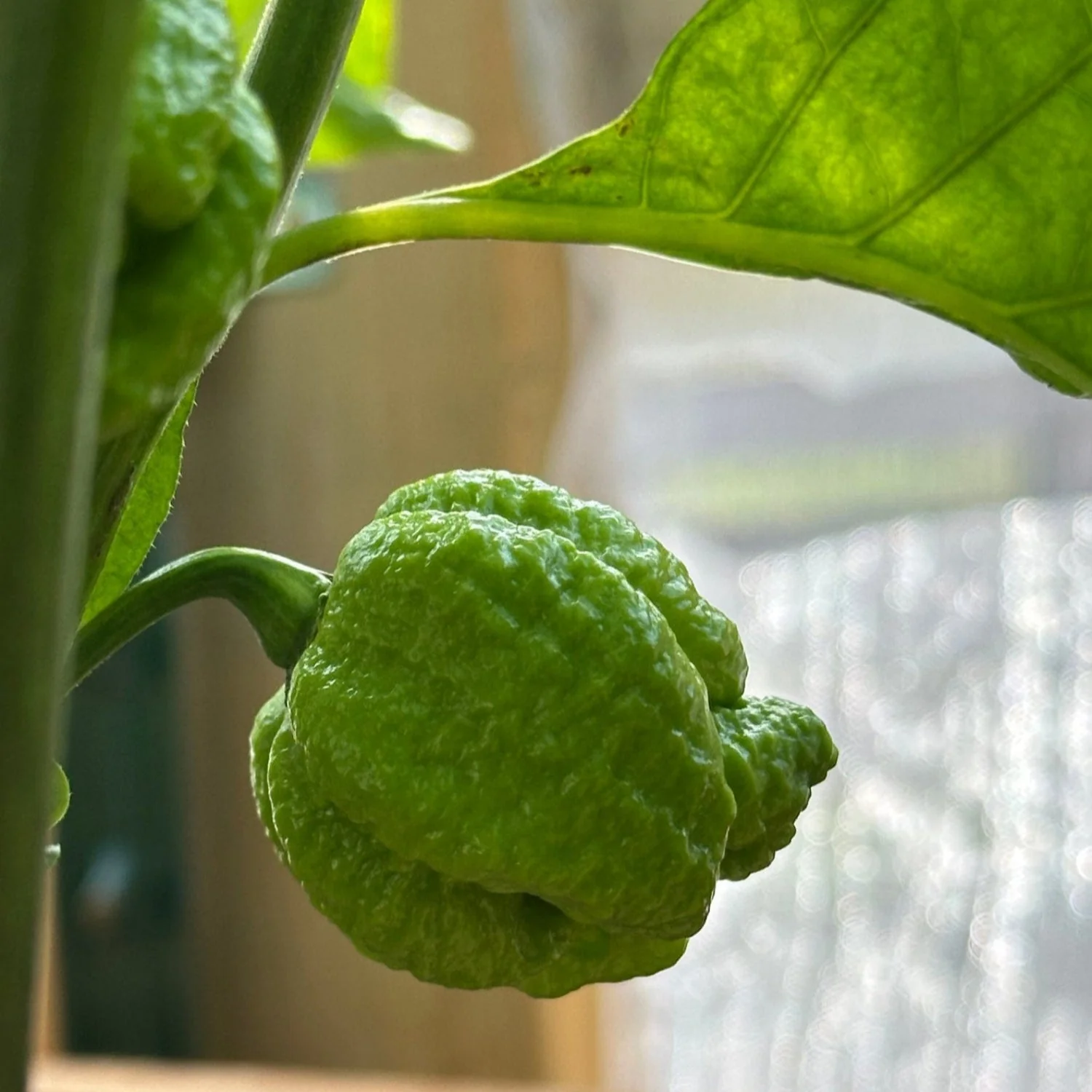Moruga Trinidad Scorpion Pepper Seeds - Image 4