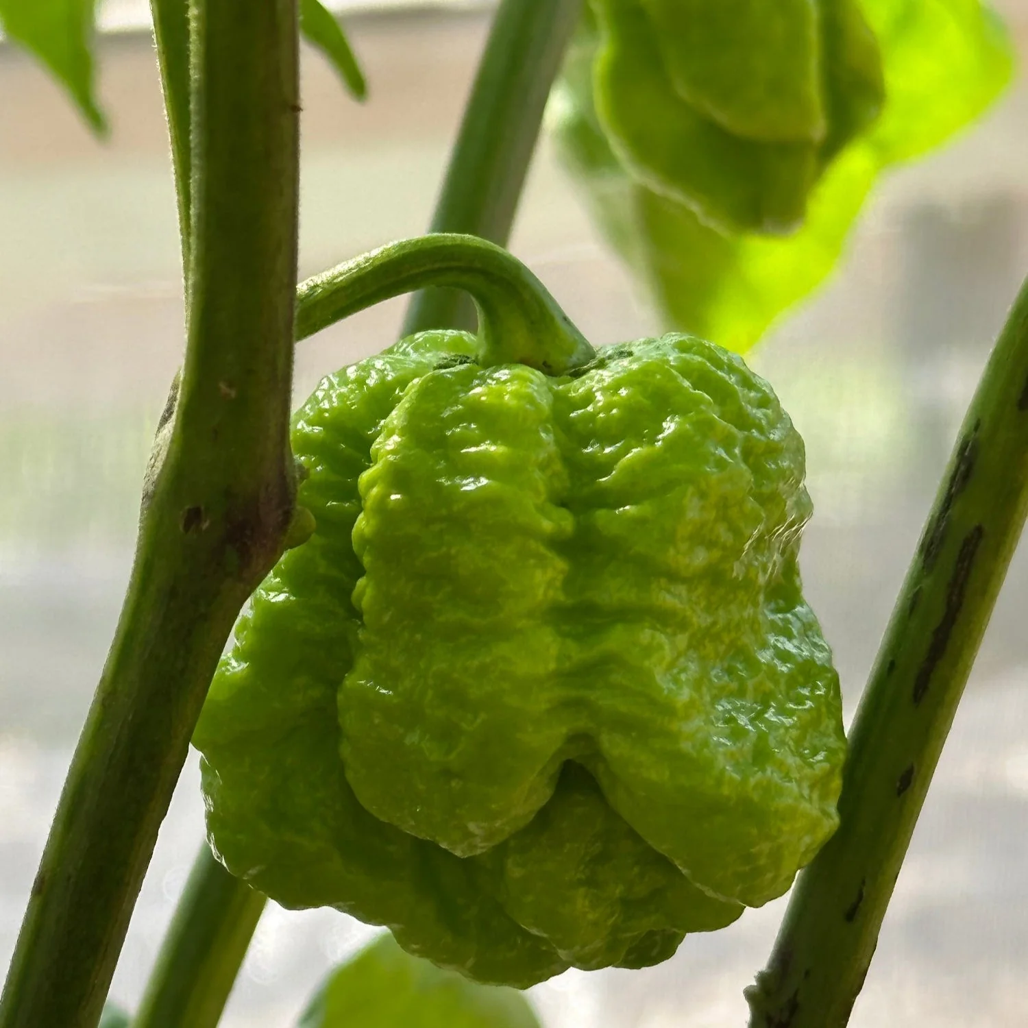 Moruga Trinidad Scorpion Pepper Seeds - Image 5