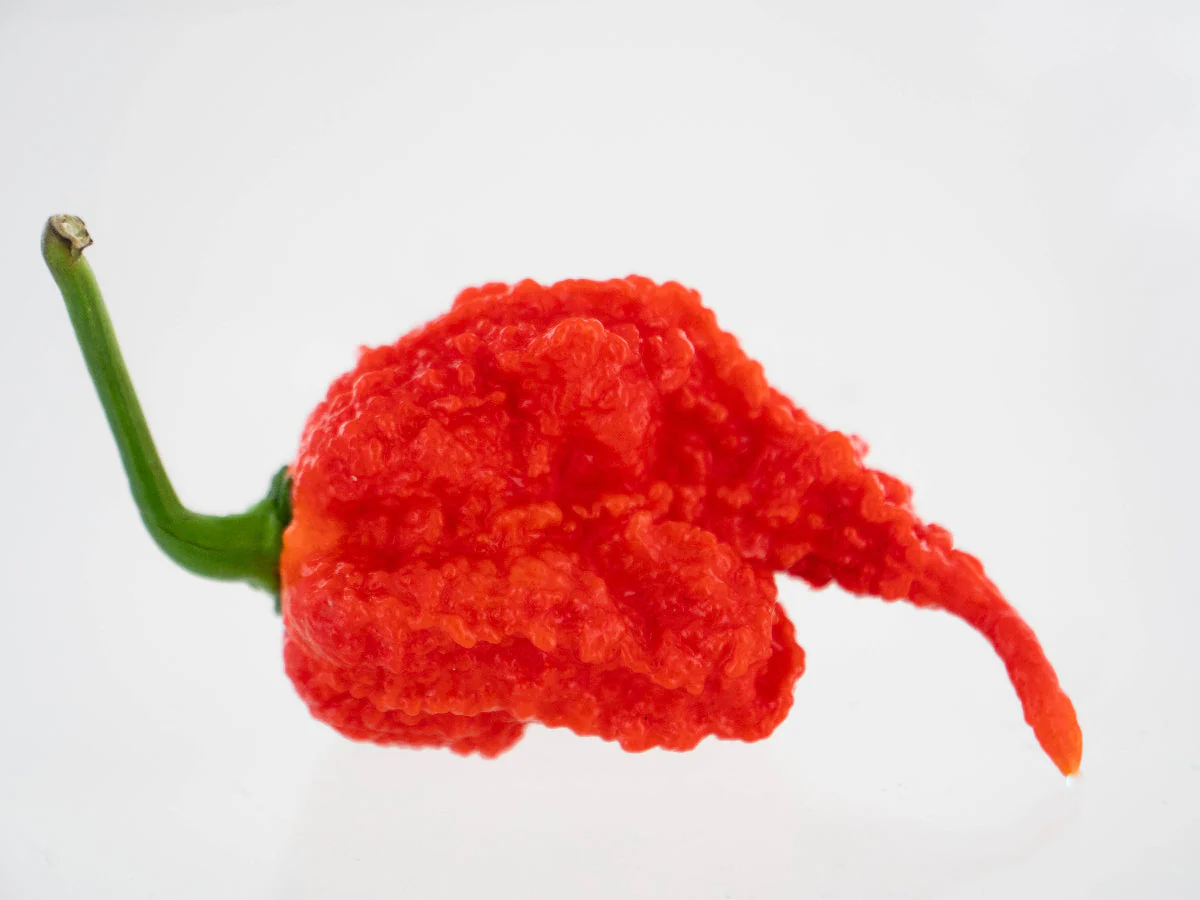 Moruga Trinidad Scorpion Pepper Seeds - Image 6