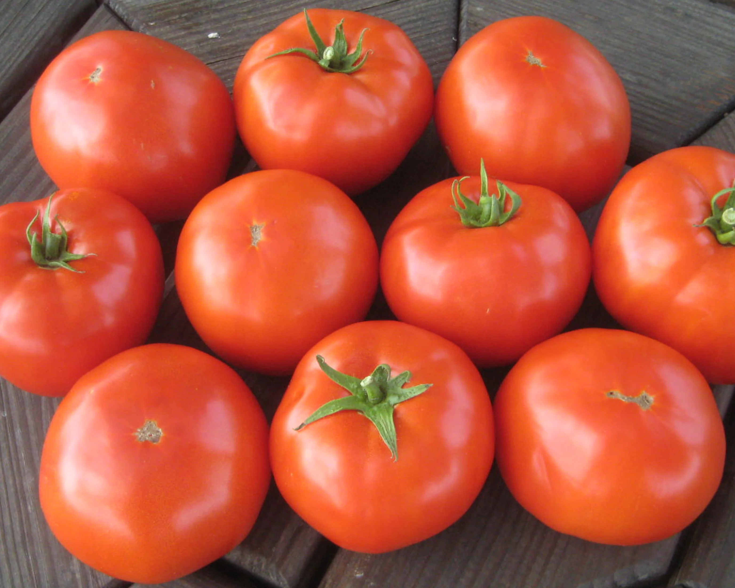Mountain Merit™ Hybrid Tomato Seeds - Image 2