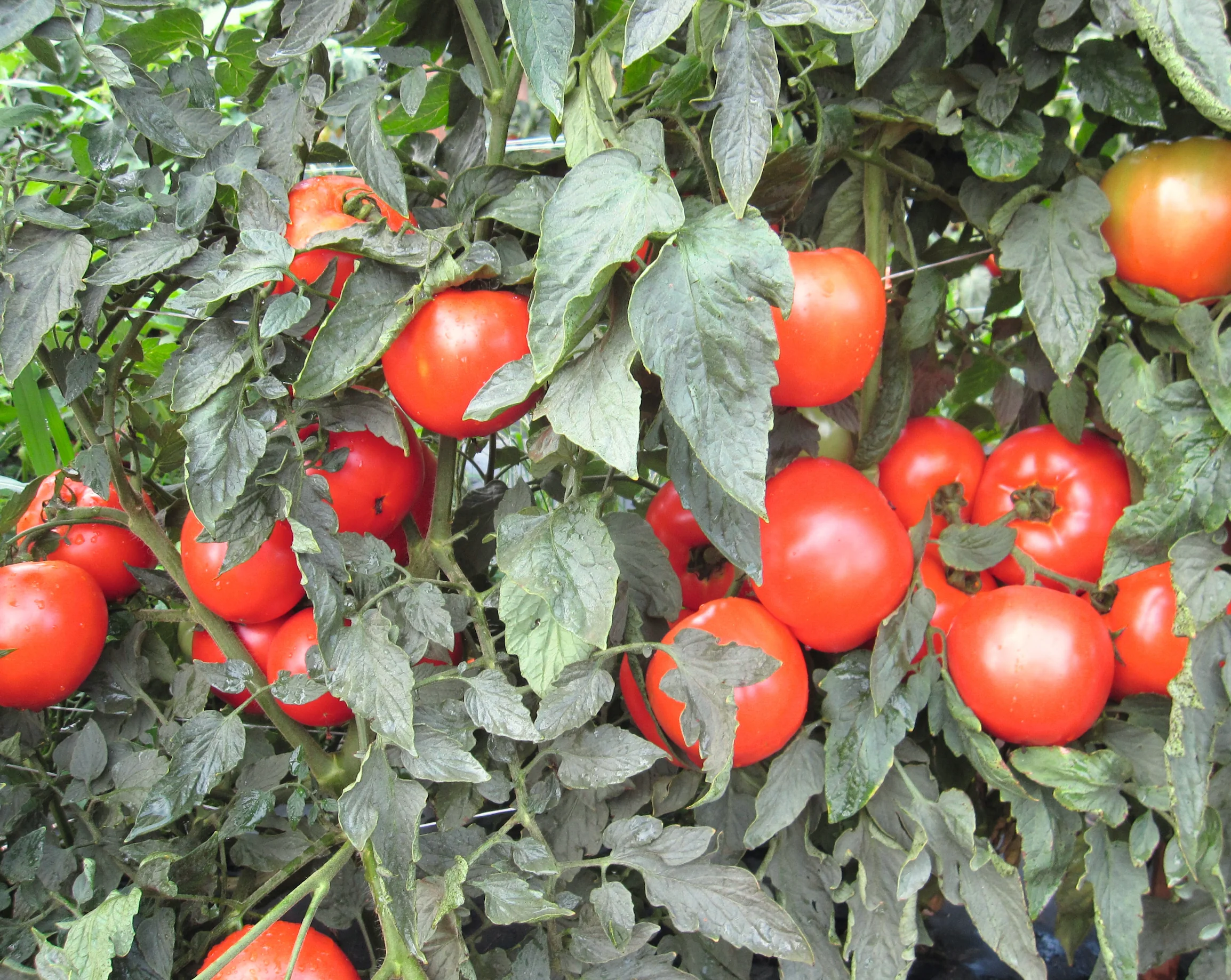 Mountain Merit™ Hybrid Tomato Seeds - Image 3