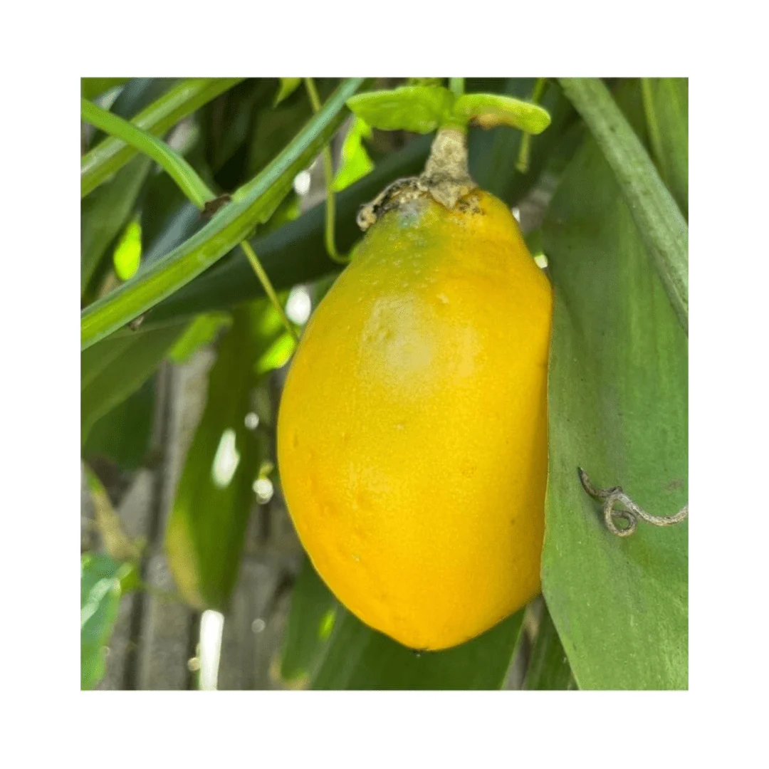Mountain Sweet Granadilla Plant  Exotic Passiflora ligularis from Guatemala Yellow Fruit (ripe) - Image 3