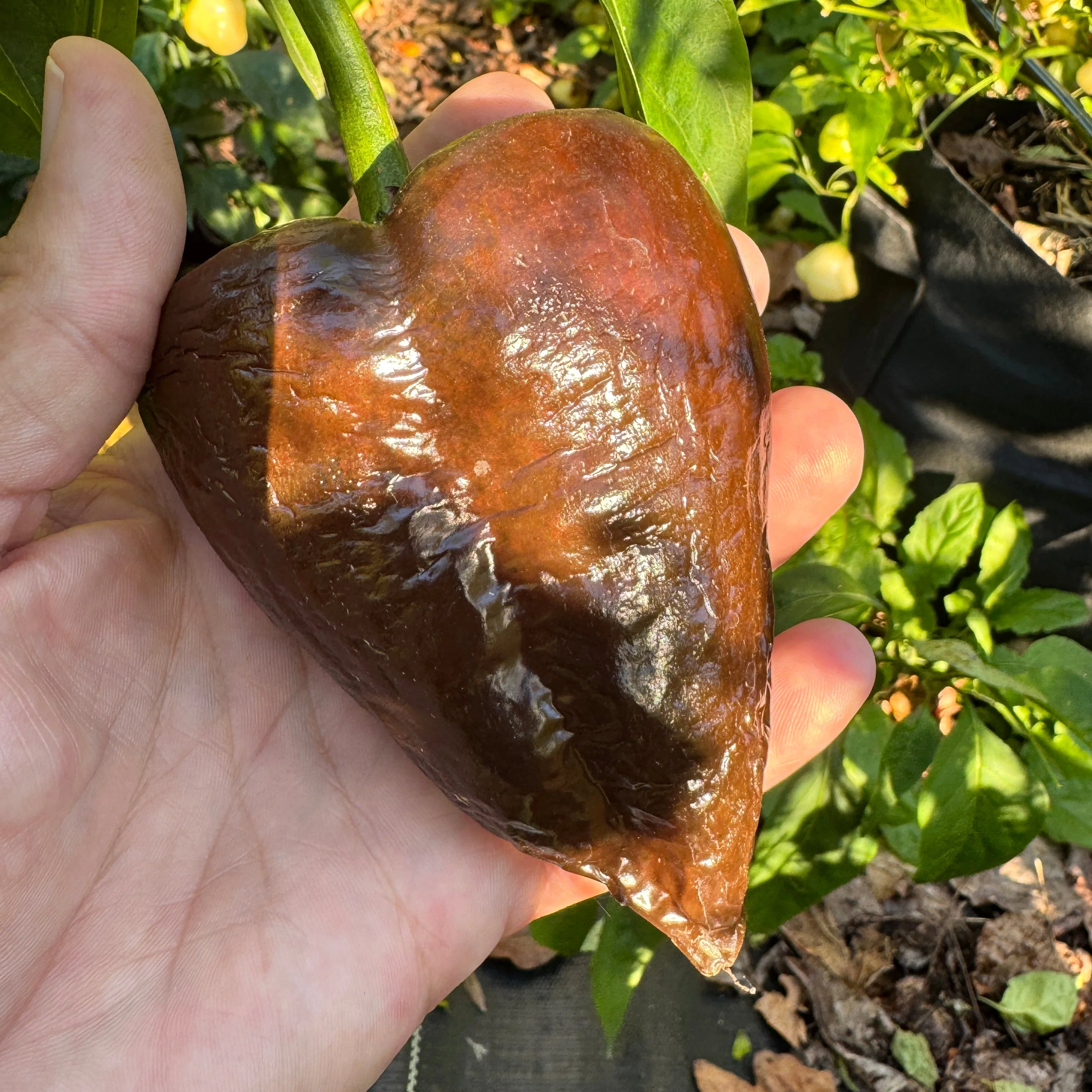 Mulato Isleño – Chocolate Poblano - Seeds - Image 2