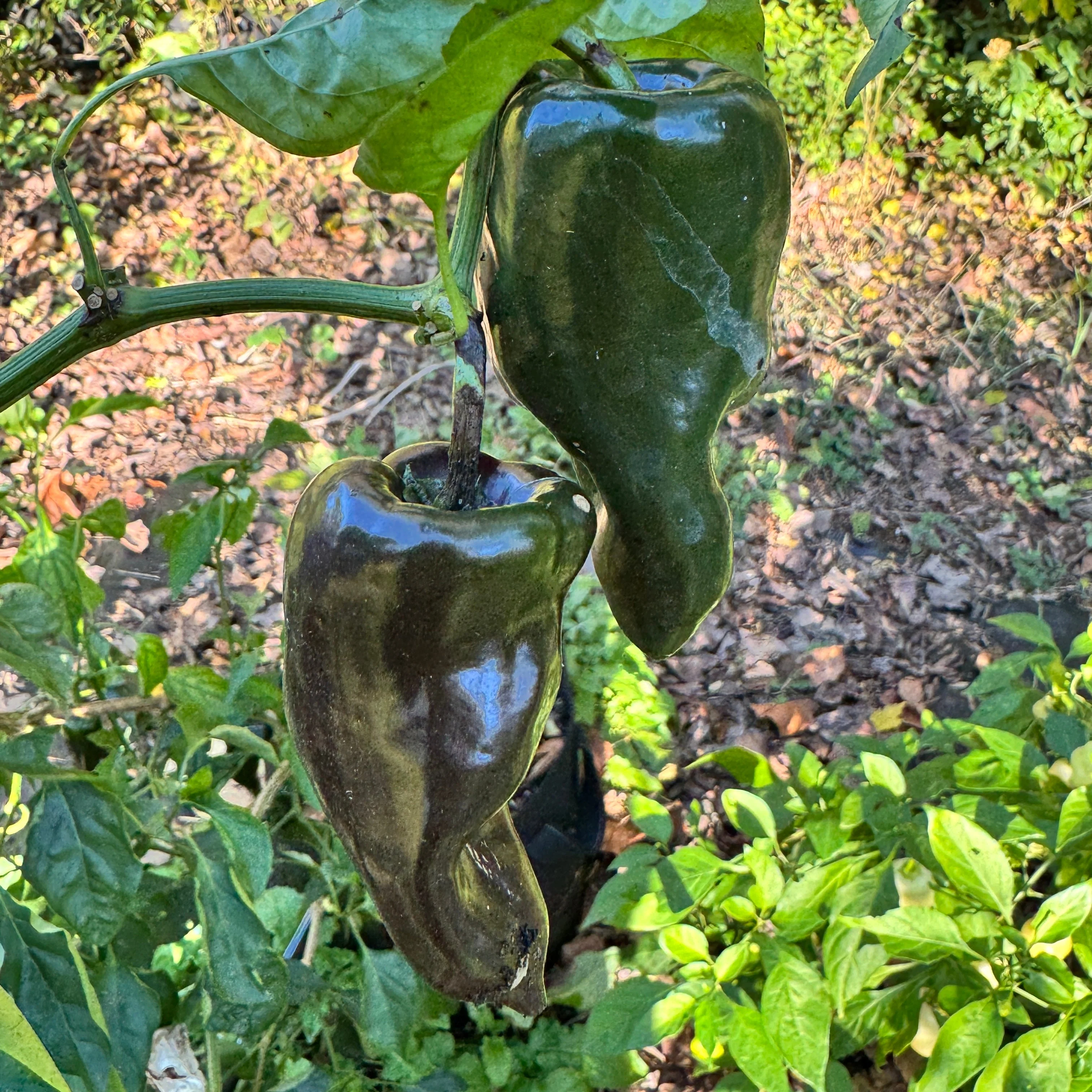 Mulato Isleño – Chocolate Poblano - Seeds - Image 3