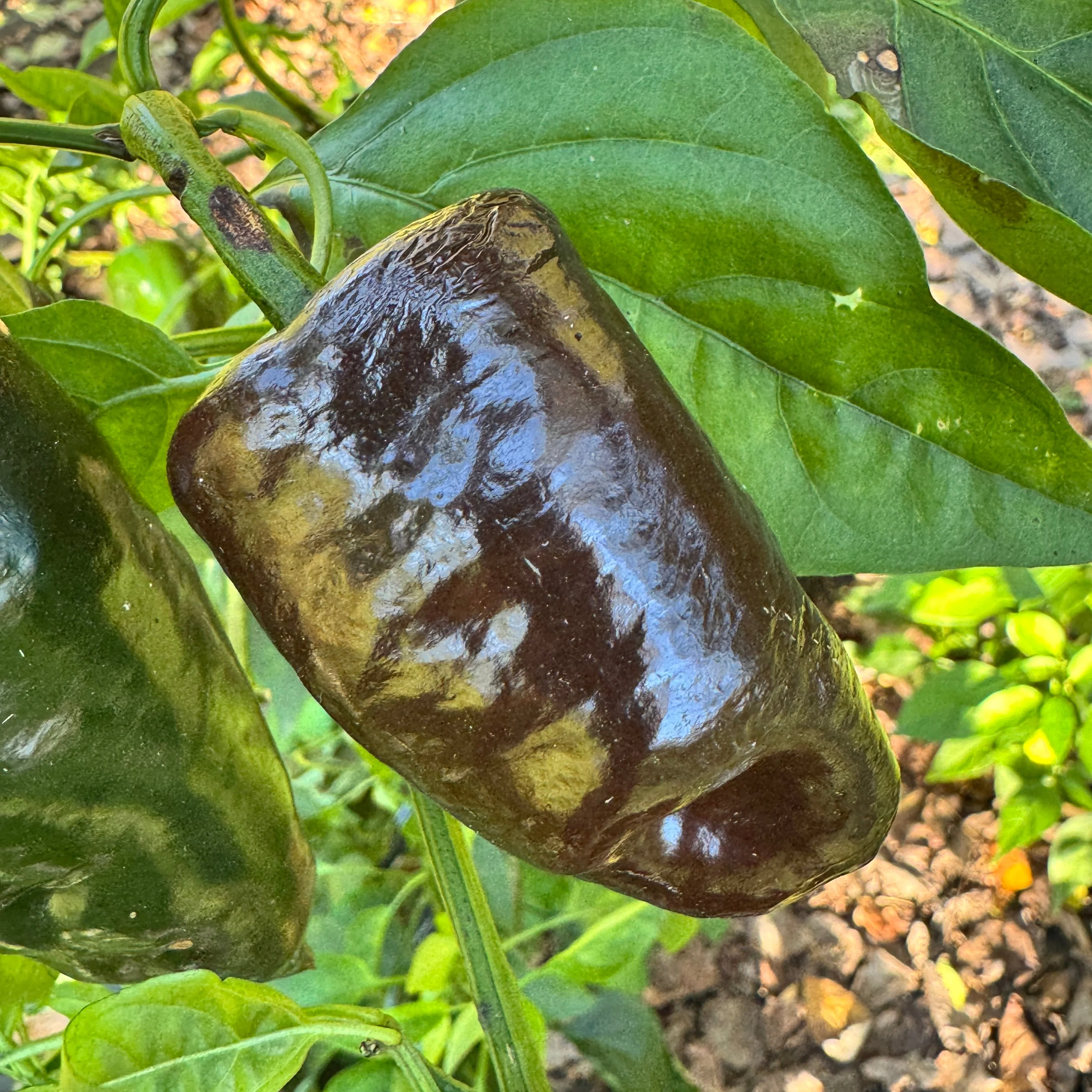 Mulato Isleño – Chocolate Poblano - Seeds - Image 4