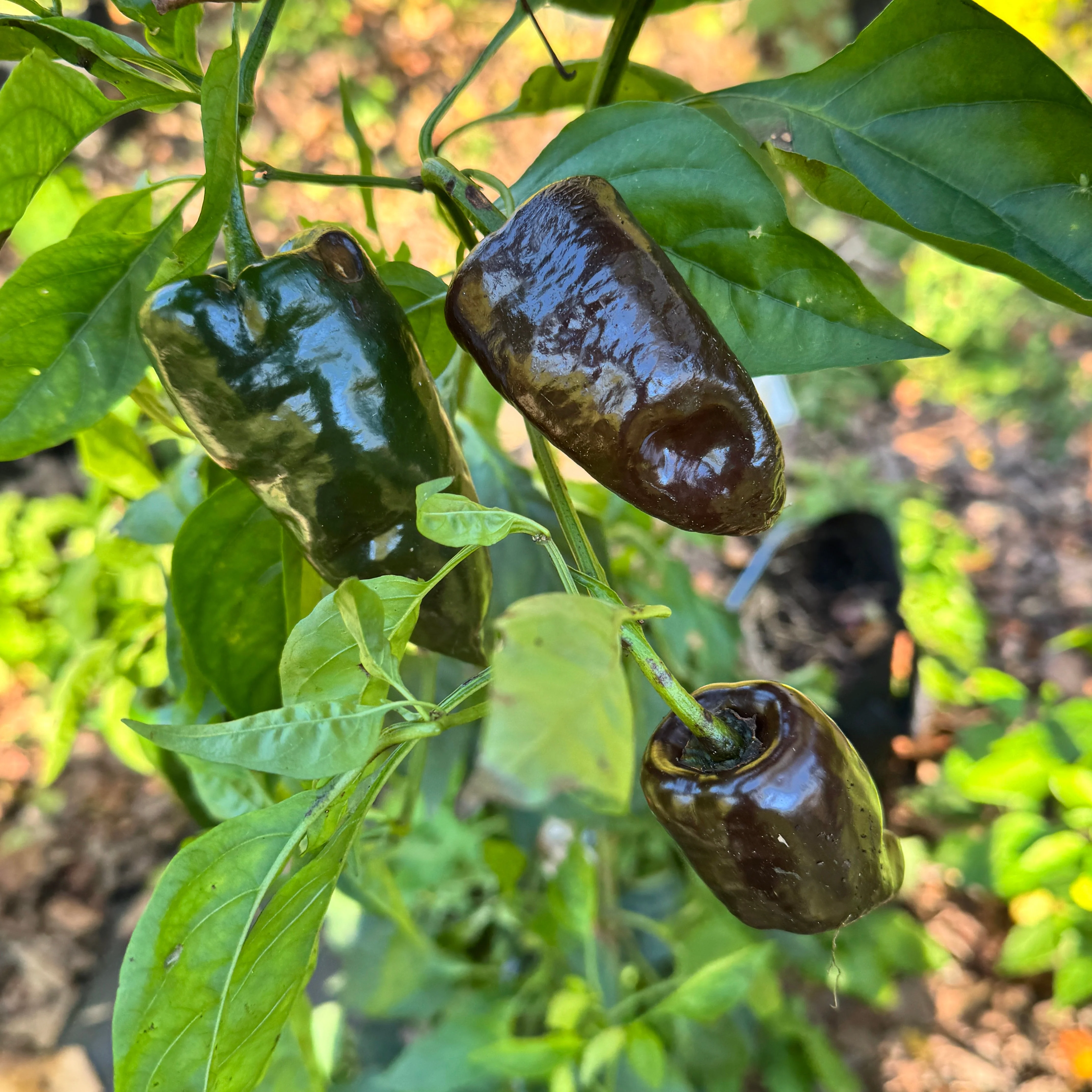 Mulato Isleño – Chocolate Poblano - Seeds - Image 5