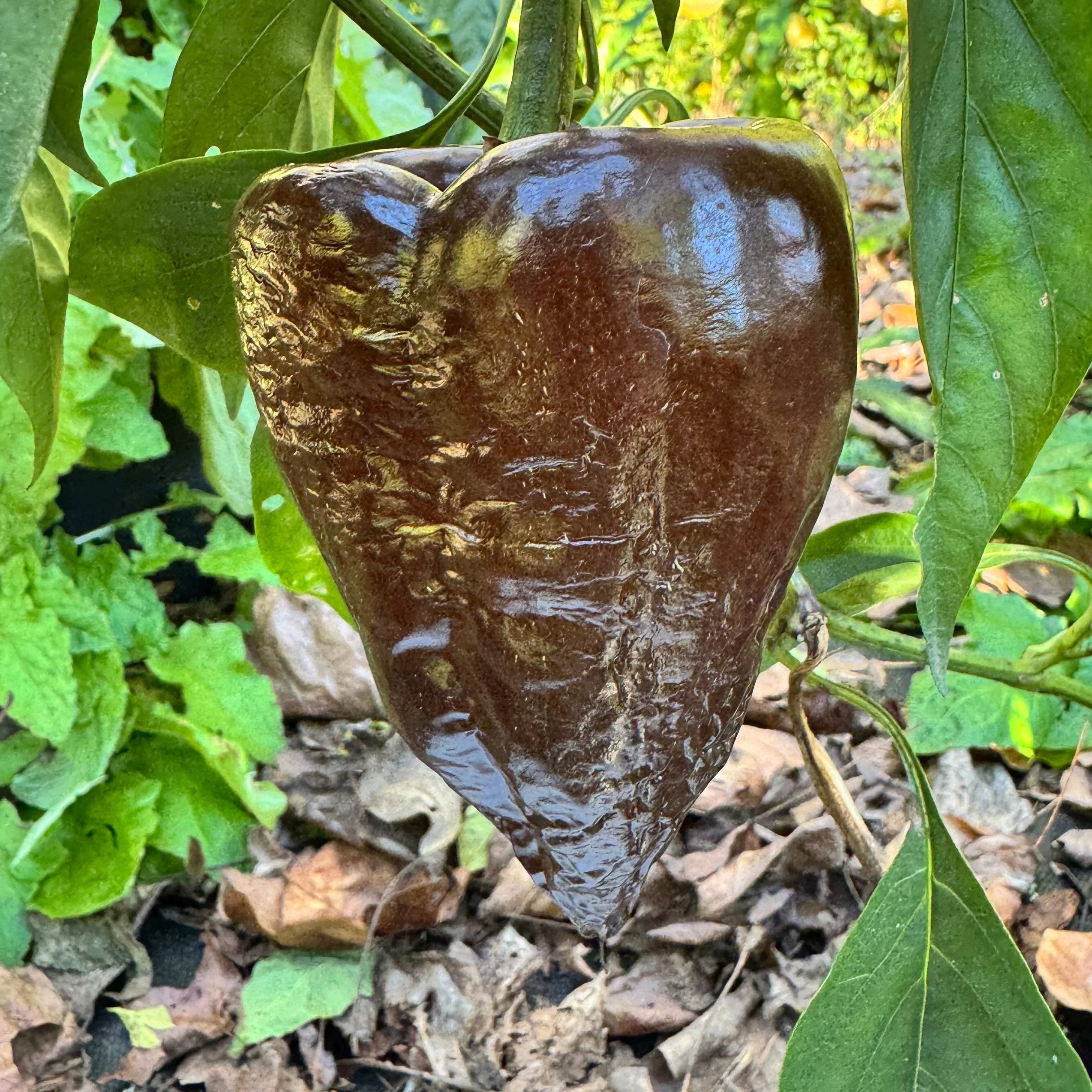 Mulato Isleño – Chocolate Poblano - Seeds - Image 6
