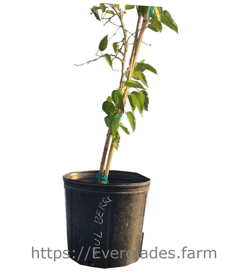 Mulberry Dwarf Everbearing Tree - Image 2