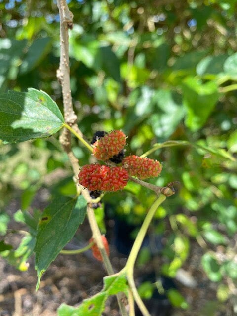 Mulberry Dwarf Everbearing Tree - Image 3