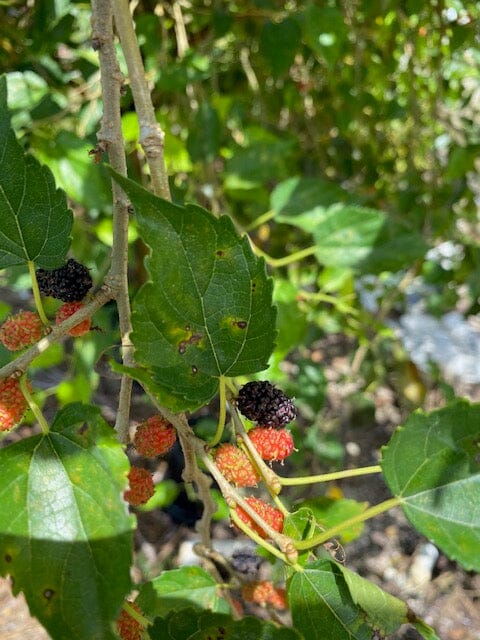 Mulberry Dwarf Everbearing Tree - Image 4