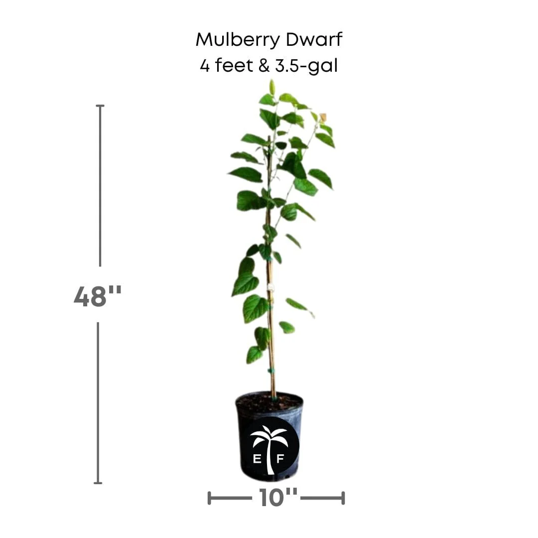 Mulberry Dwarf Everbearing Tree - Image 5