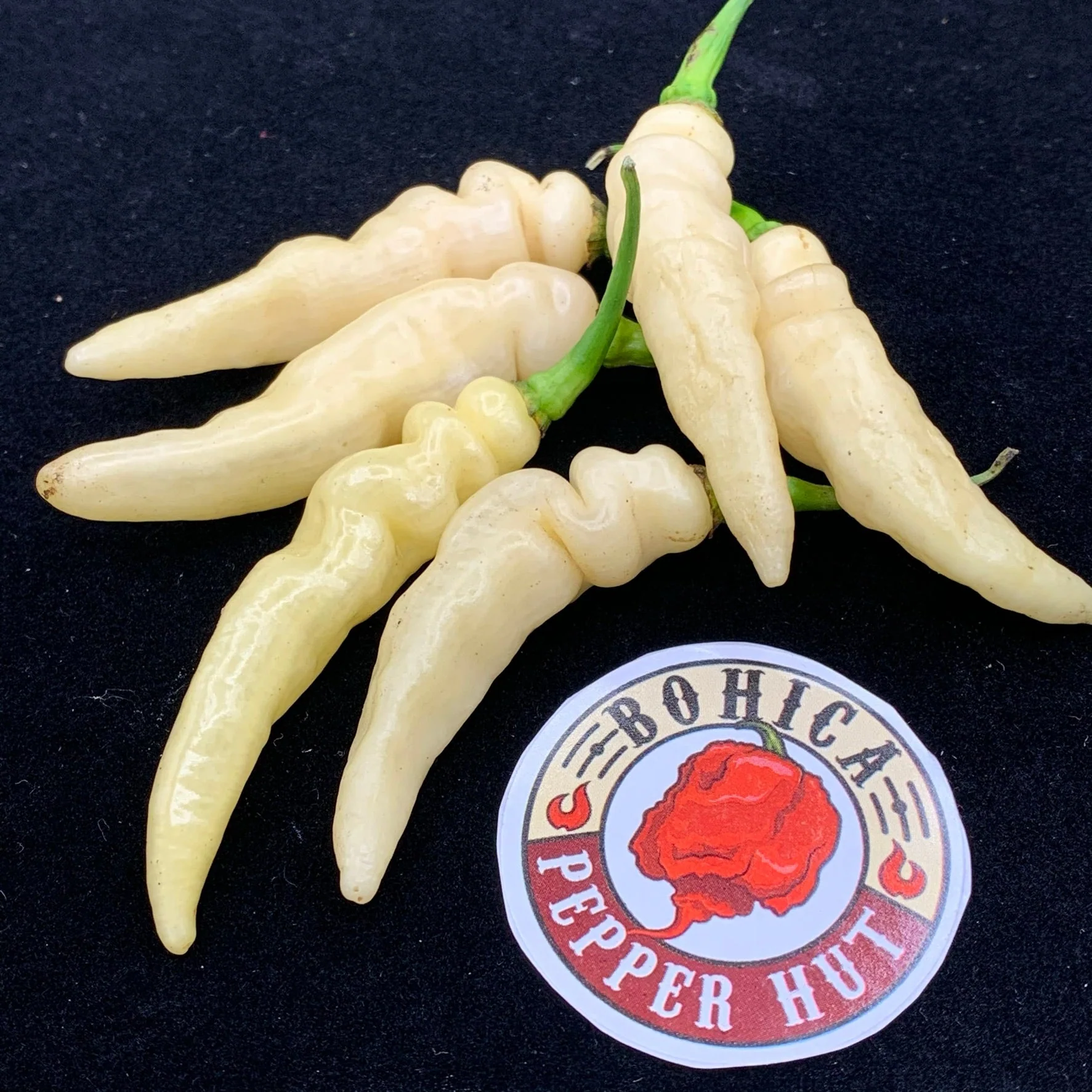 Murupi Amarela - Seeds - Image 2