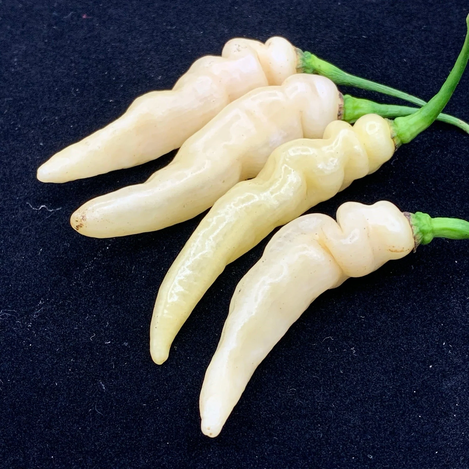 Murupi Amarela - Seeds - Image 3