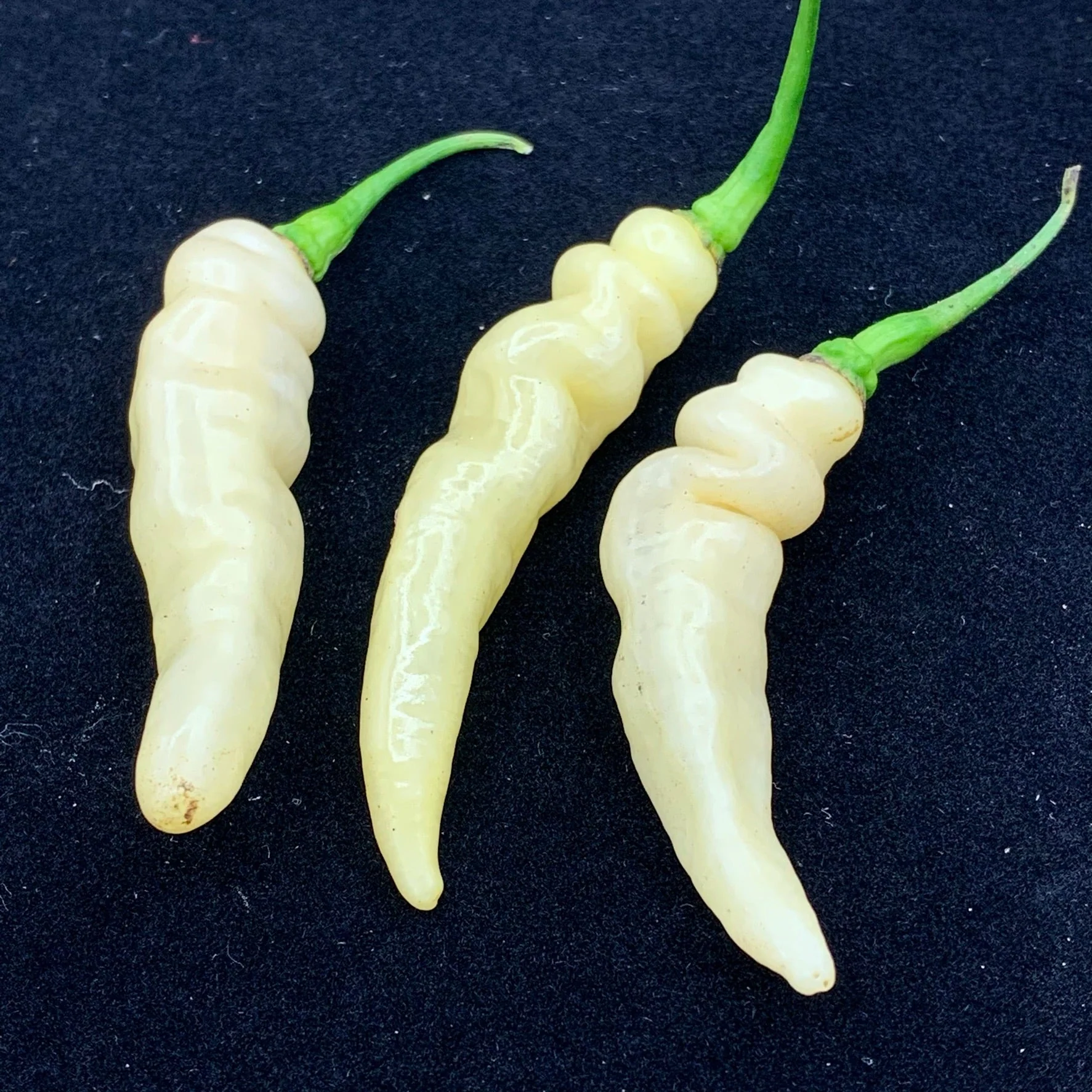 Murupi Amarela - Seeds - Image 4