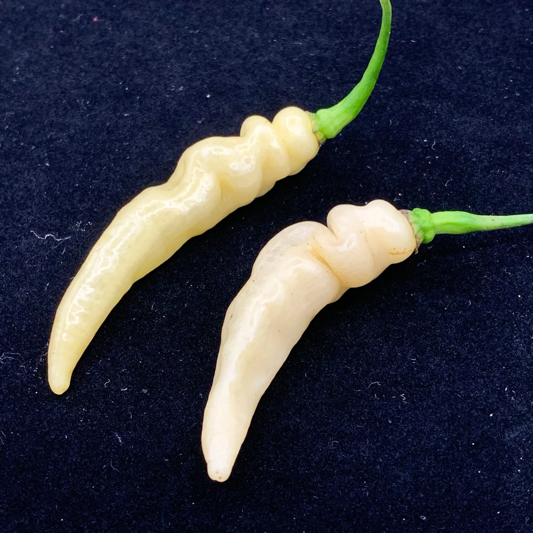 Murupi Amarela - Seeds - Image 5