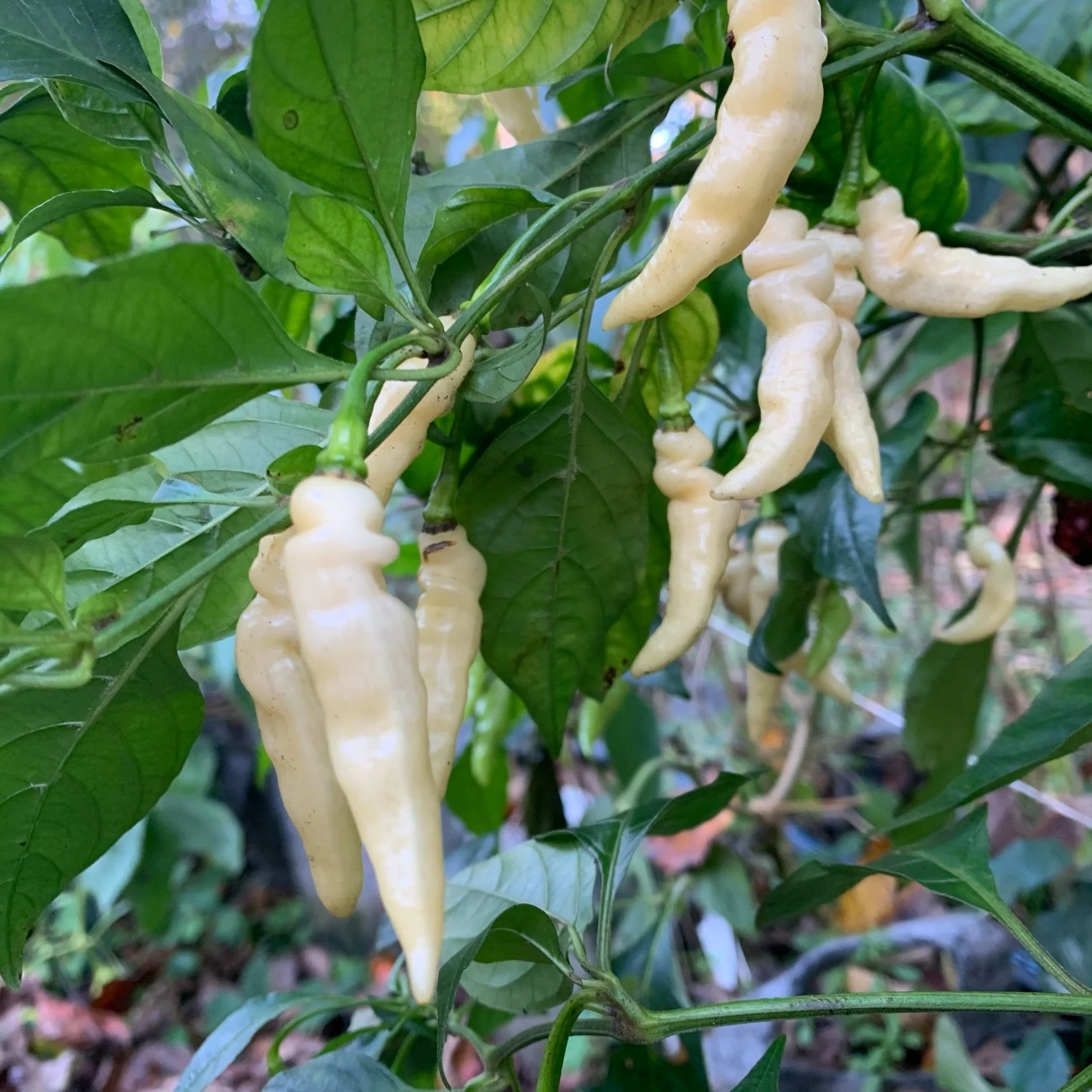 Murupi Amarela - Seeds - Image 6