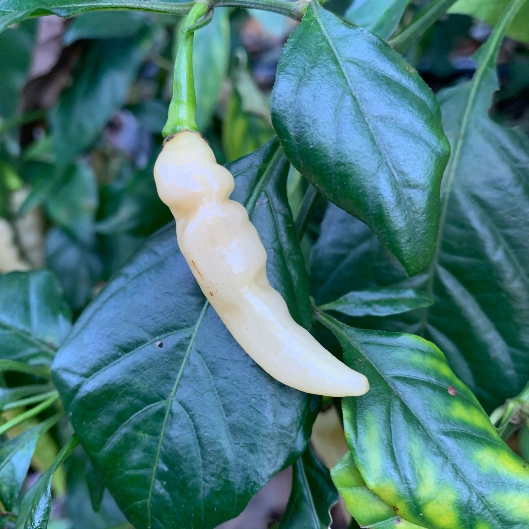 Murupi Amarela - Seeds - Image 7