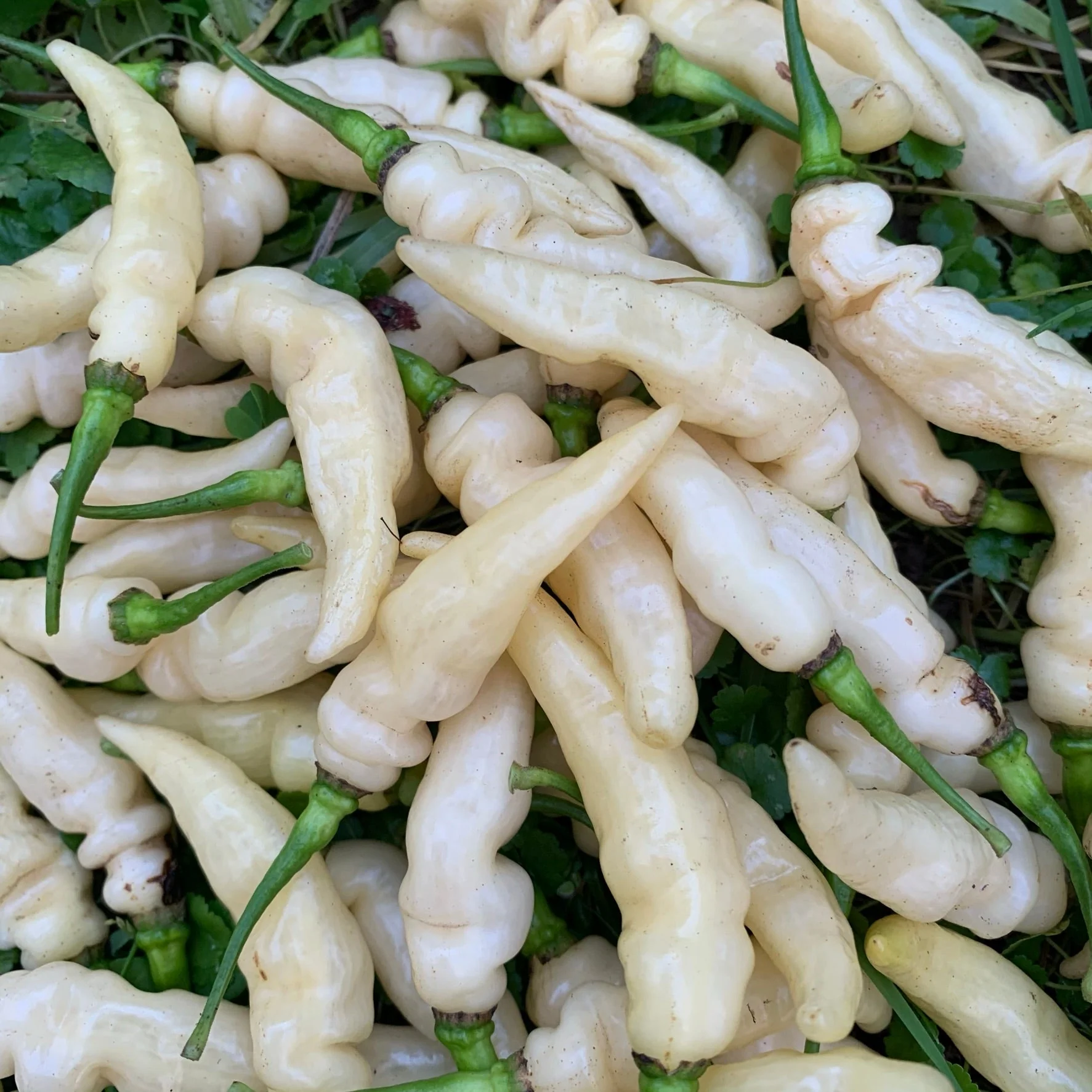 Murupi Amarela - Seeds - Image 9