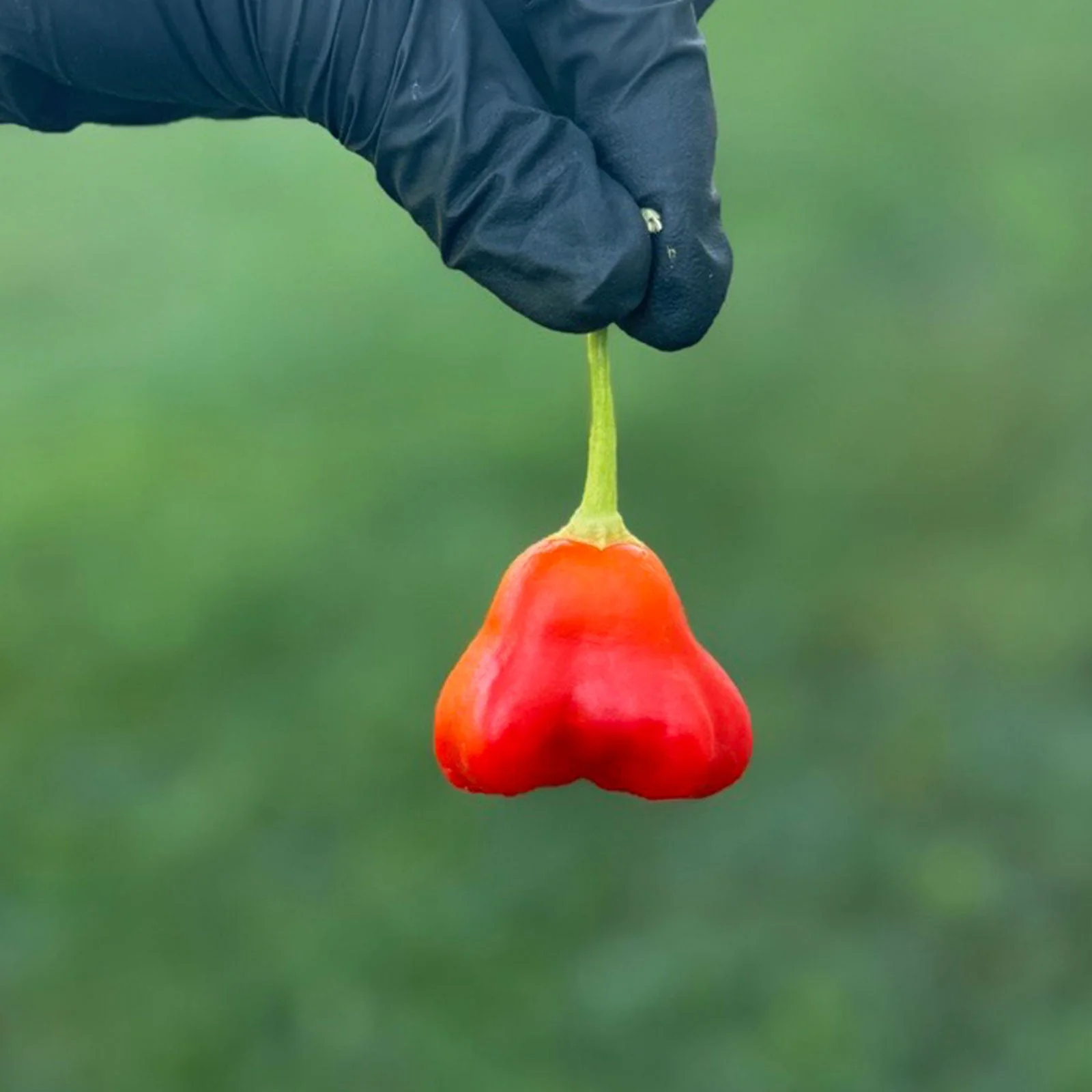 Mushroom Red Cap Pepper Seeds - Image 2