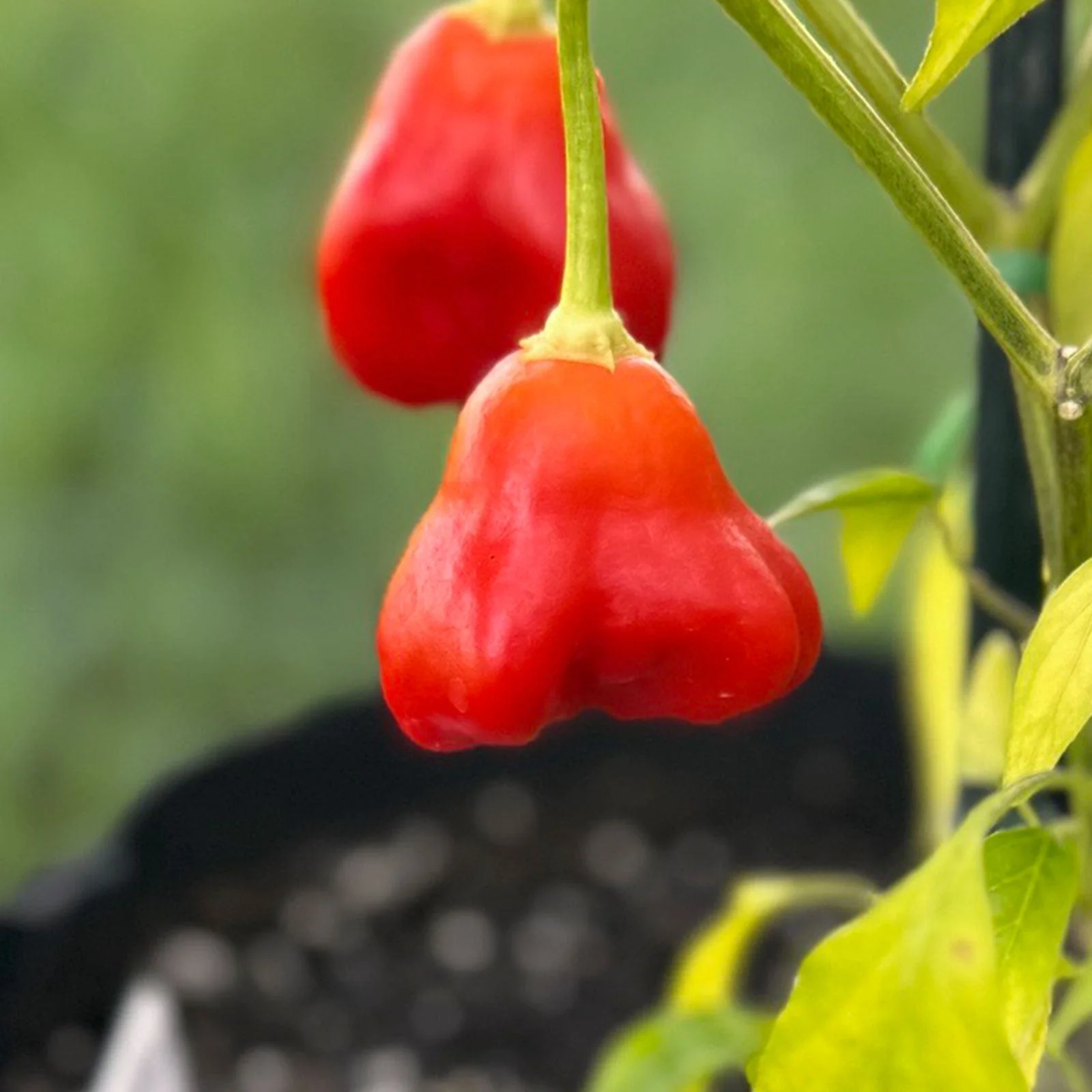 Mushroom Red Cap Pepper Seeds - Image 3