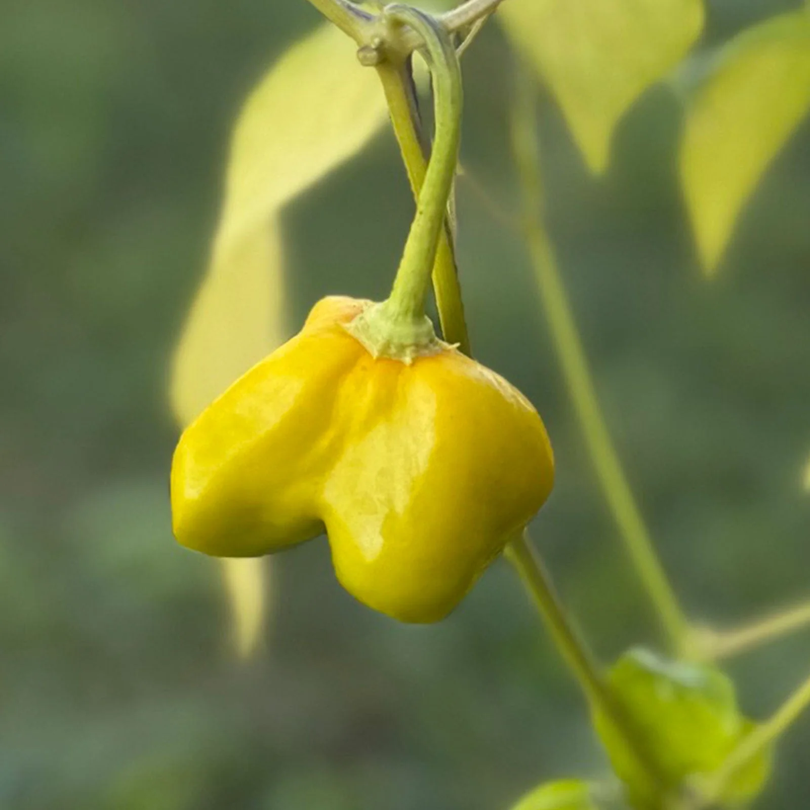 Mushroom Red Cap Pepper Seeds - Image 4