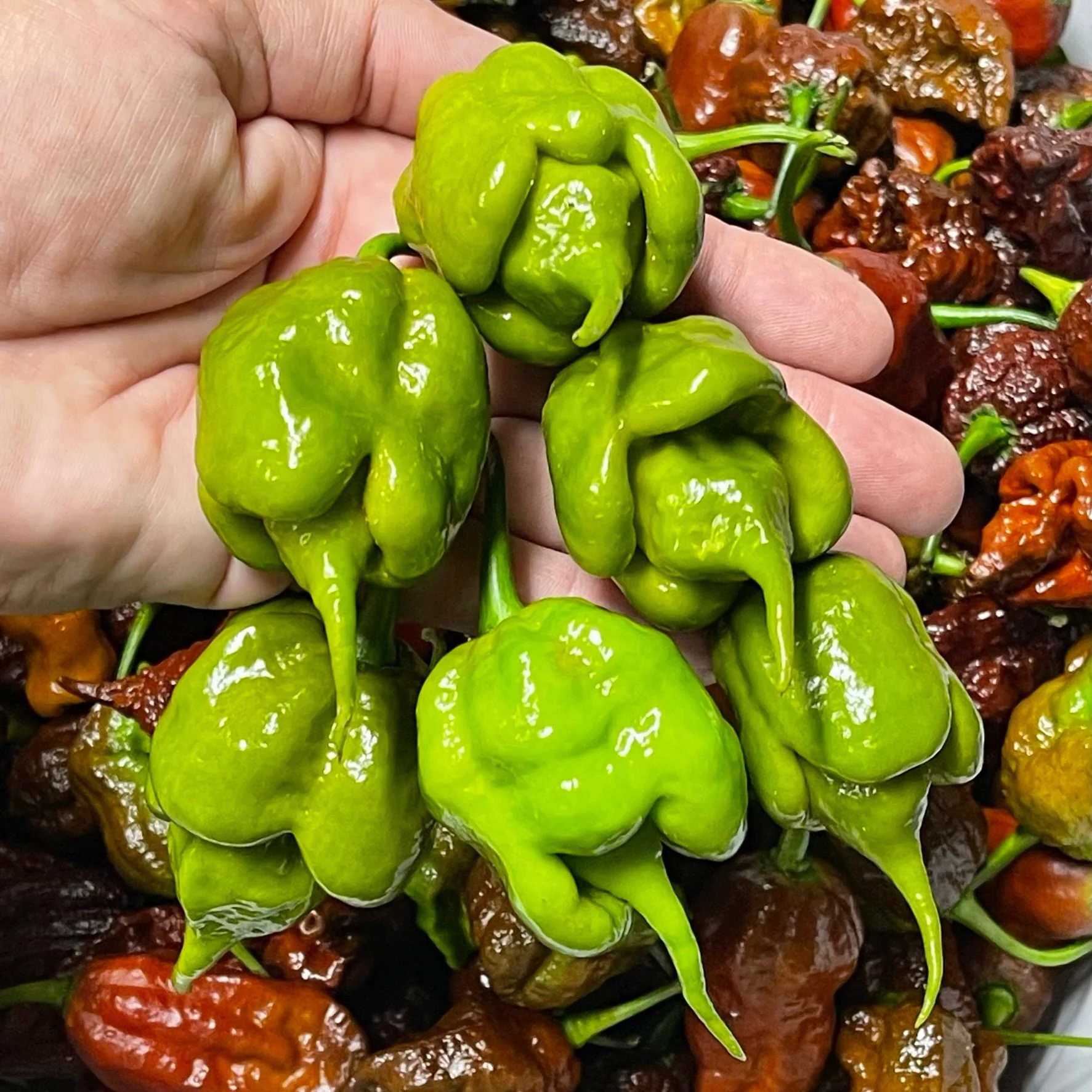 Mustard Carolina Reaper - Seeds - Image 2