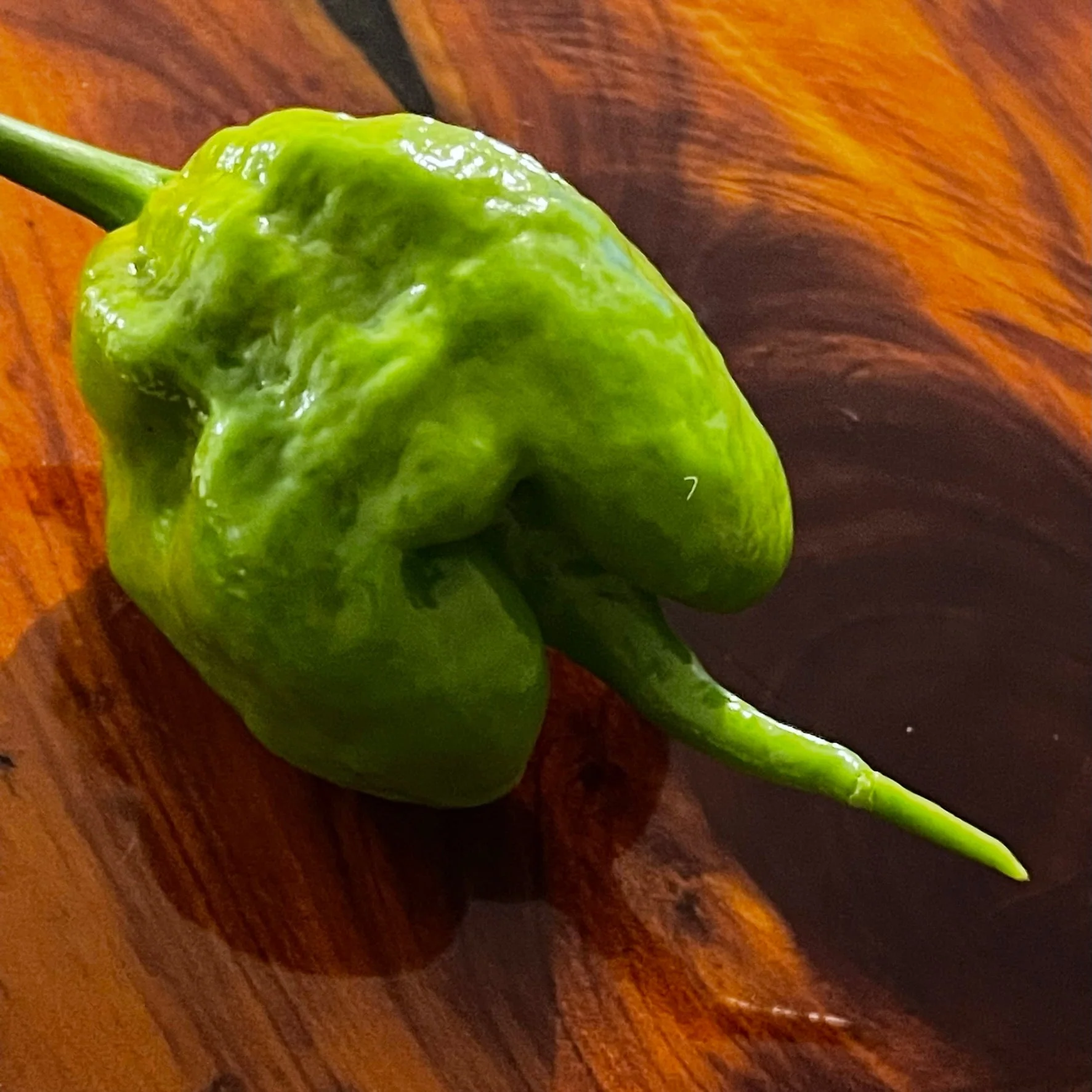 Mustard Carolina Reaper - Seeds - Image 3
