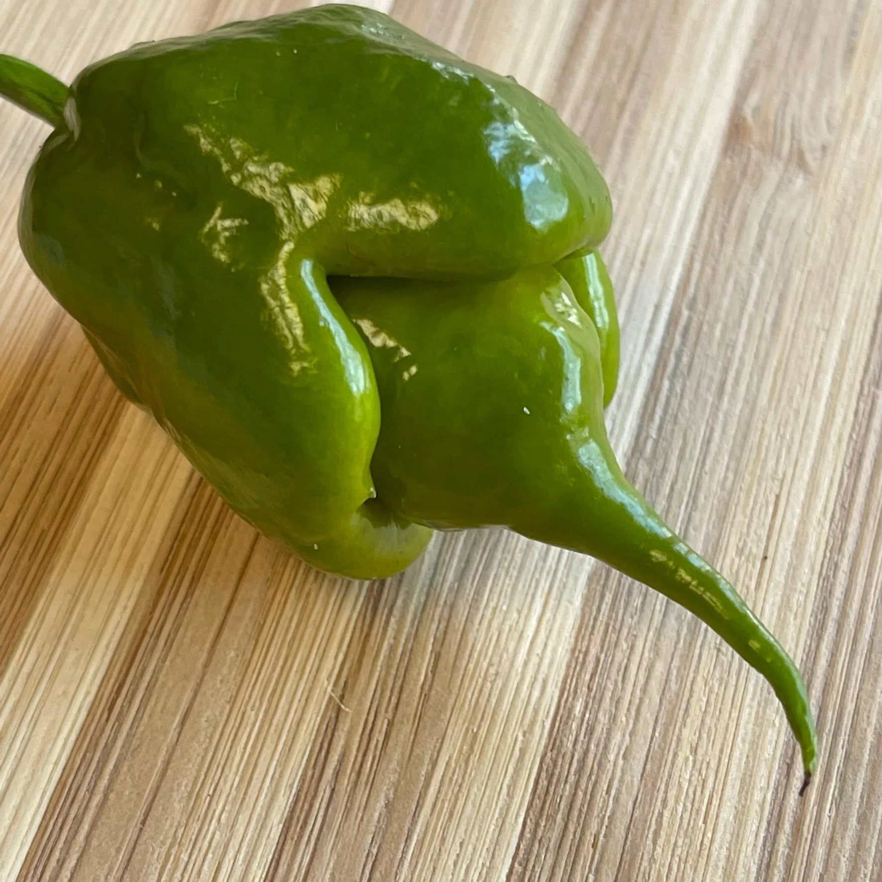 Mustard Carolina Reaper - Seeds - Image 4