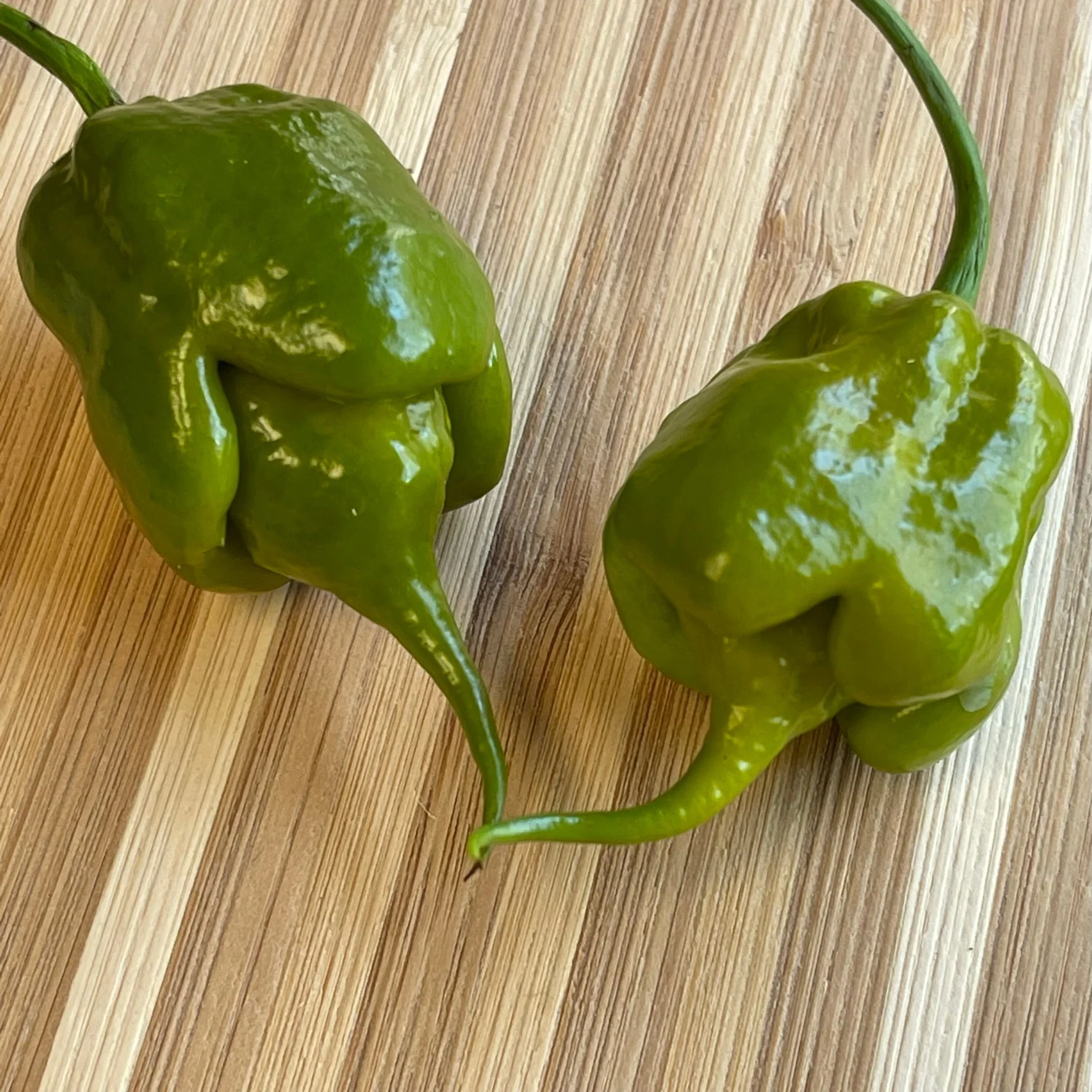 Mustard Carolina Reaper - Seeds - Image 5