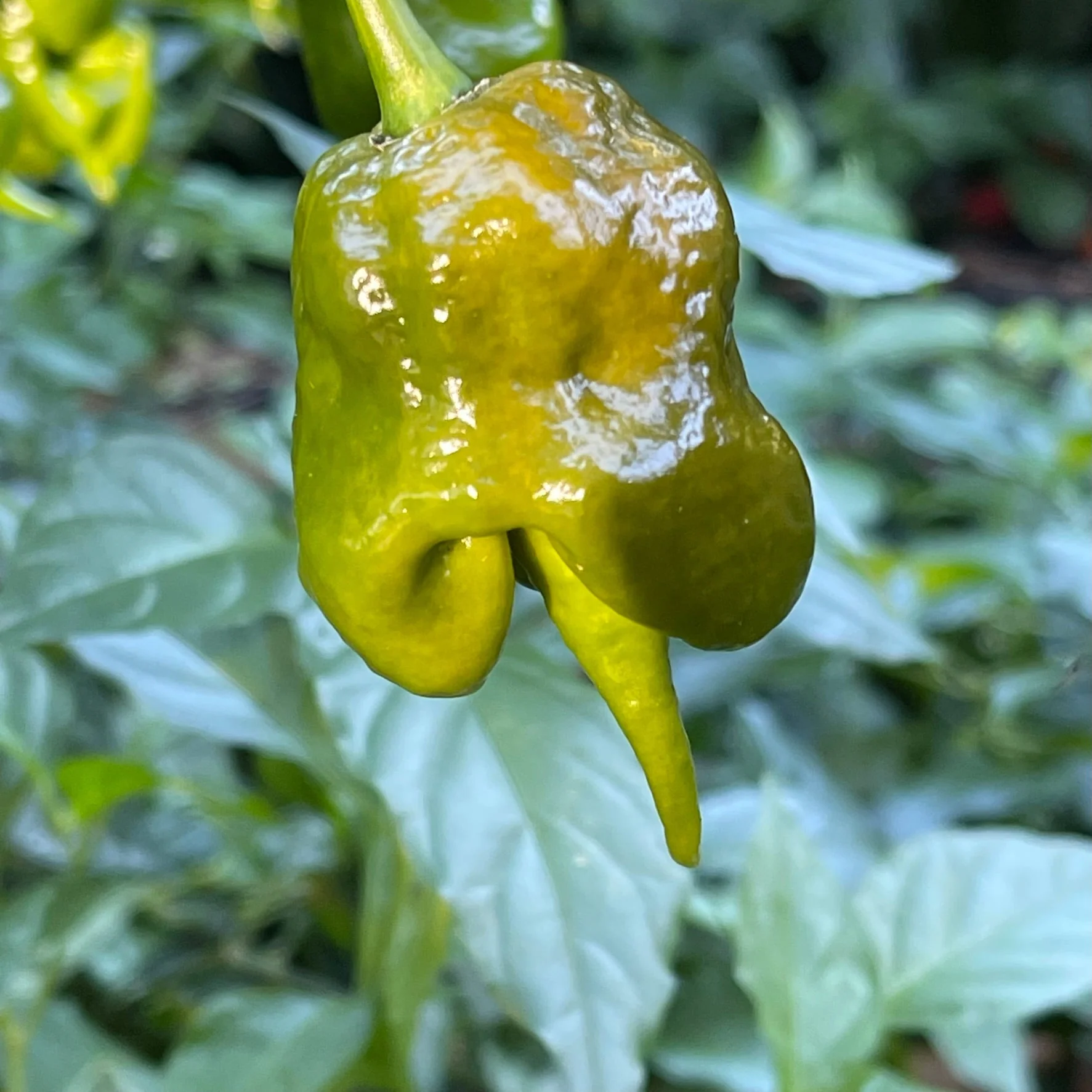 Mustard Carolina Reaper - Seeds - Image 6