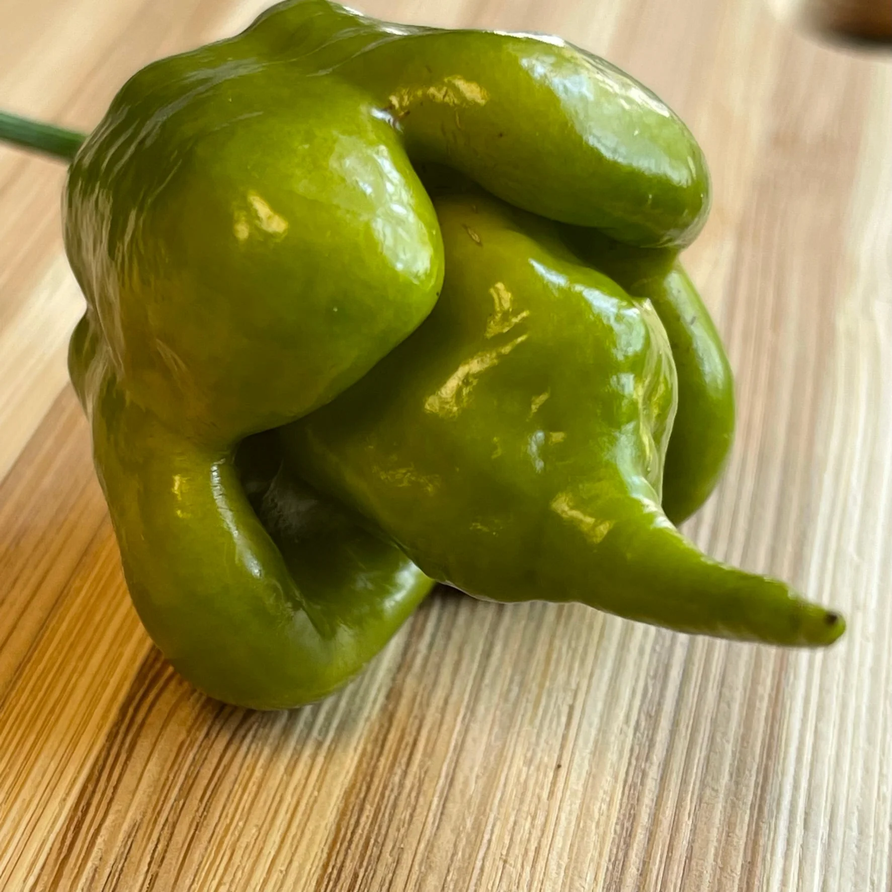 Mustard Carolina Reaper - Seeds - Image 7