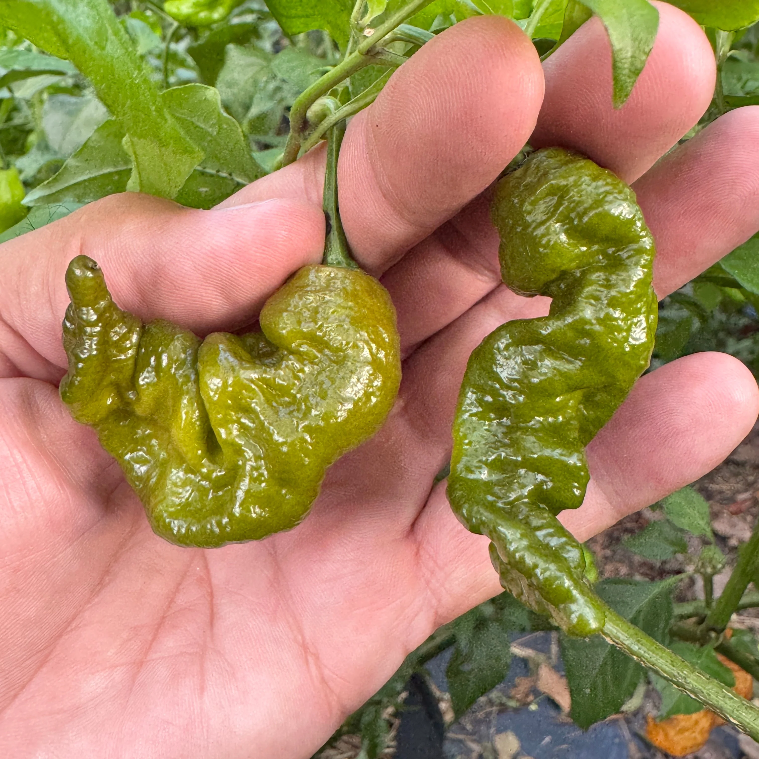 Mustard Primotalii - Seeds - Image 2