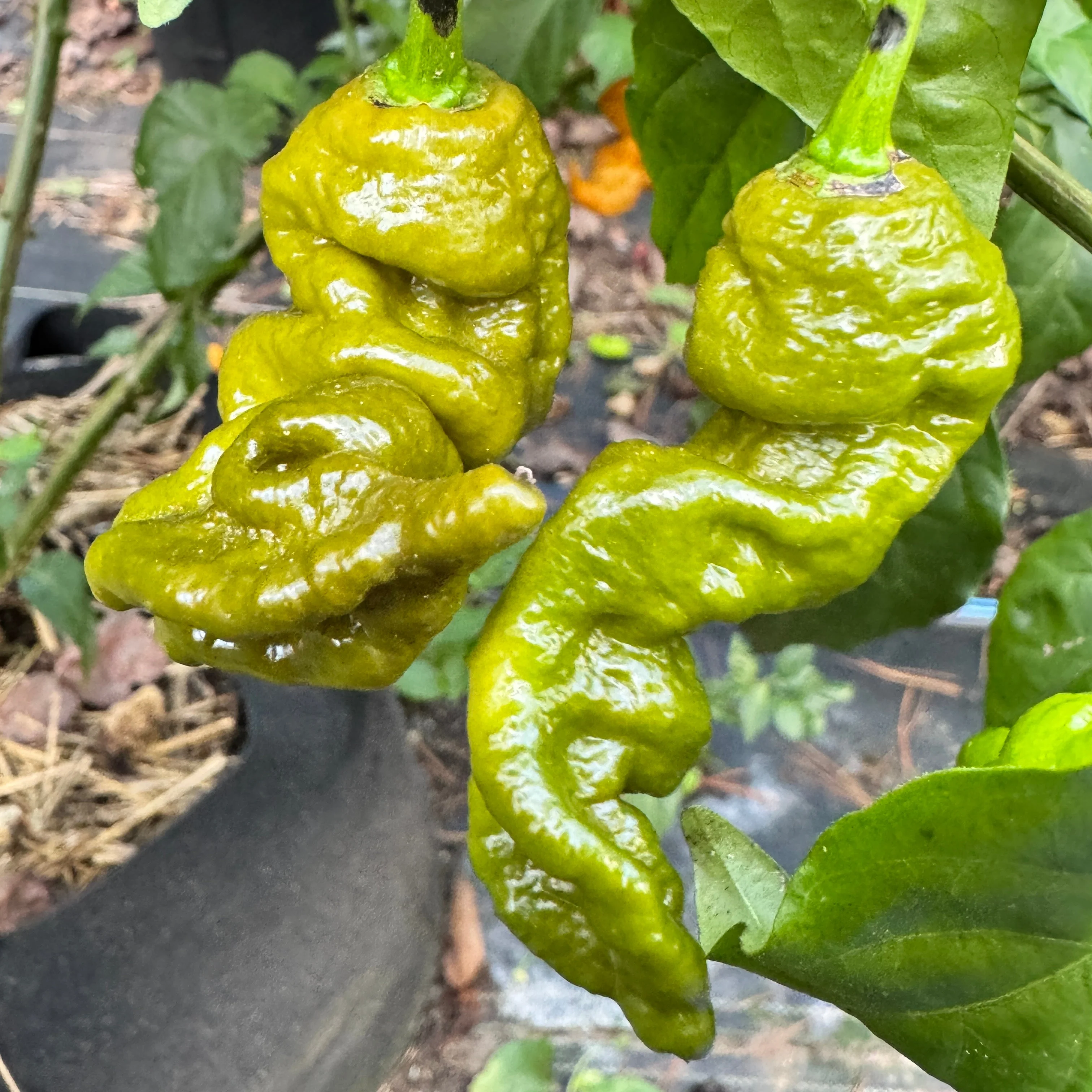 Mustard Primotalii - Seeds - Image 3