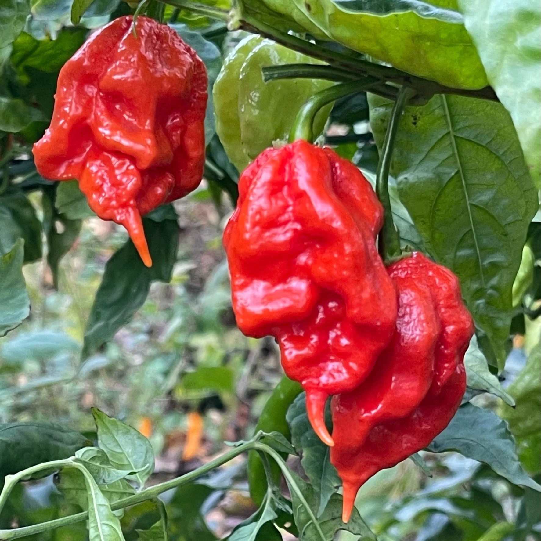 Mutant X - Seeds - Image 6