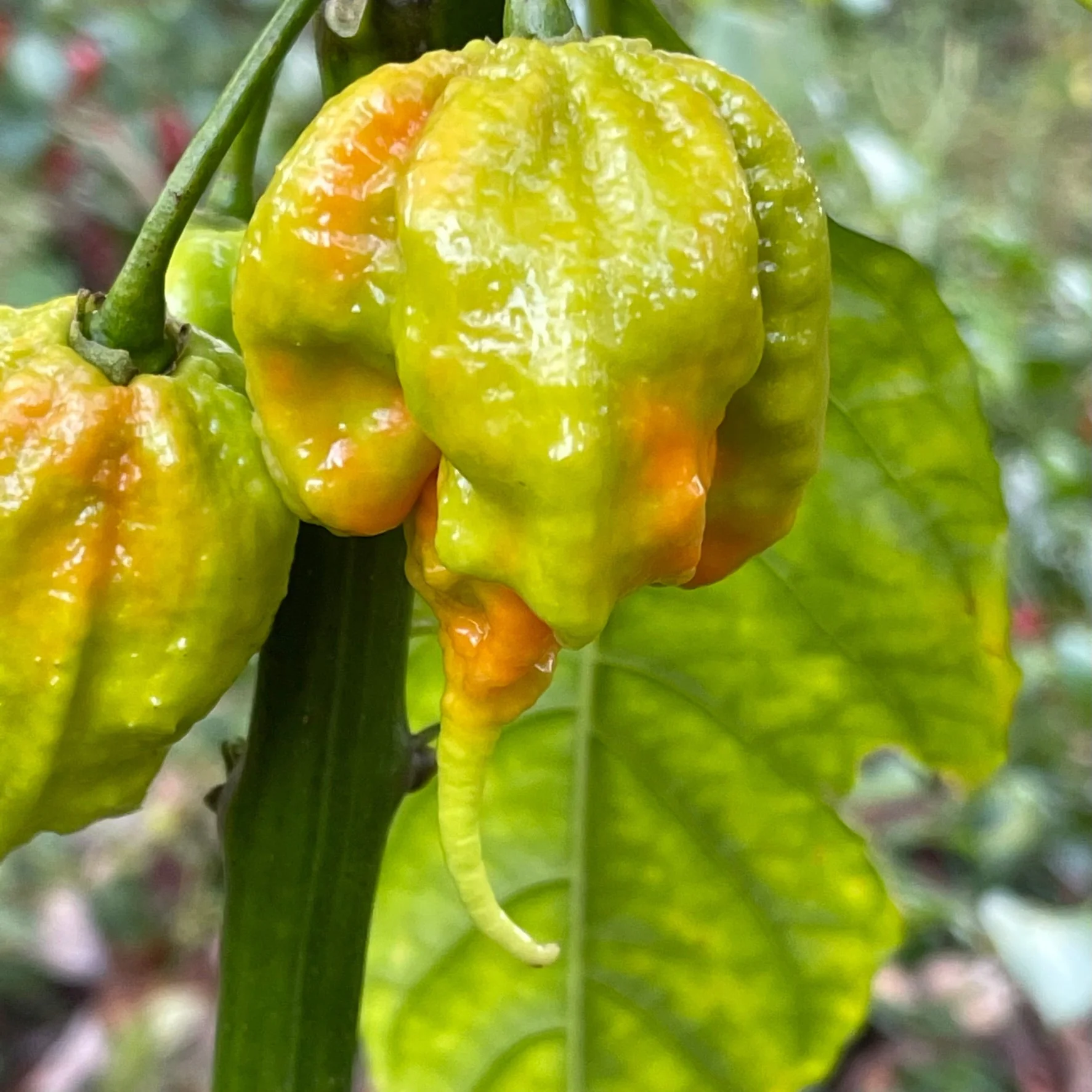 Mutant X - Seeds - Image 8